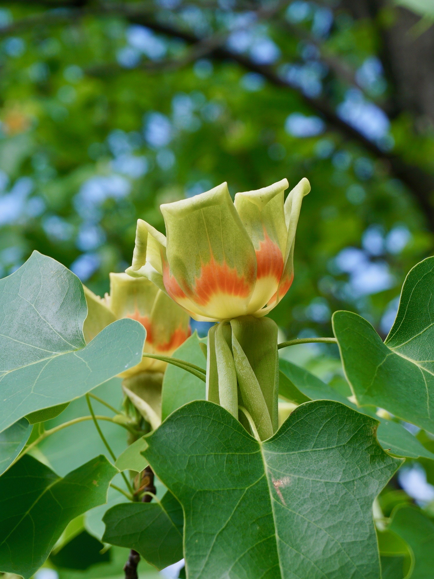 ユリノキ/Liriodendron tulipifera