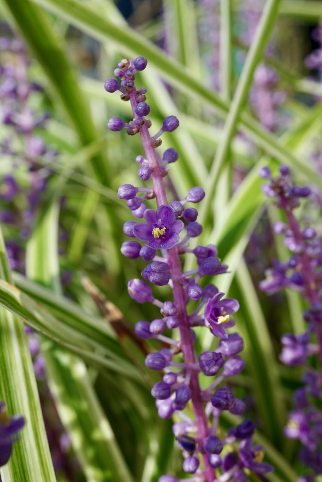 ヤブラン/Liriope muscari