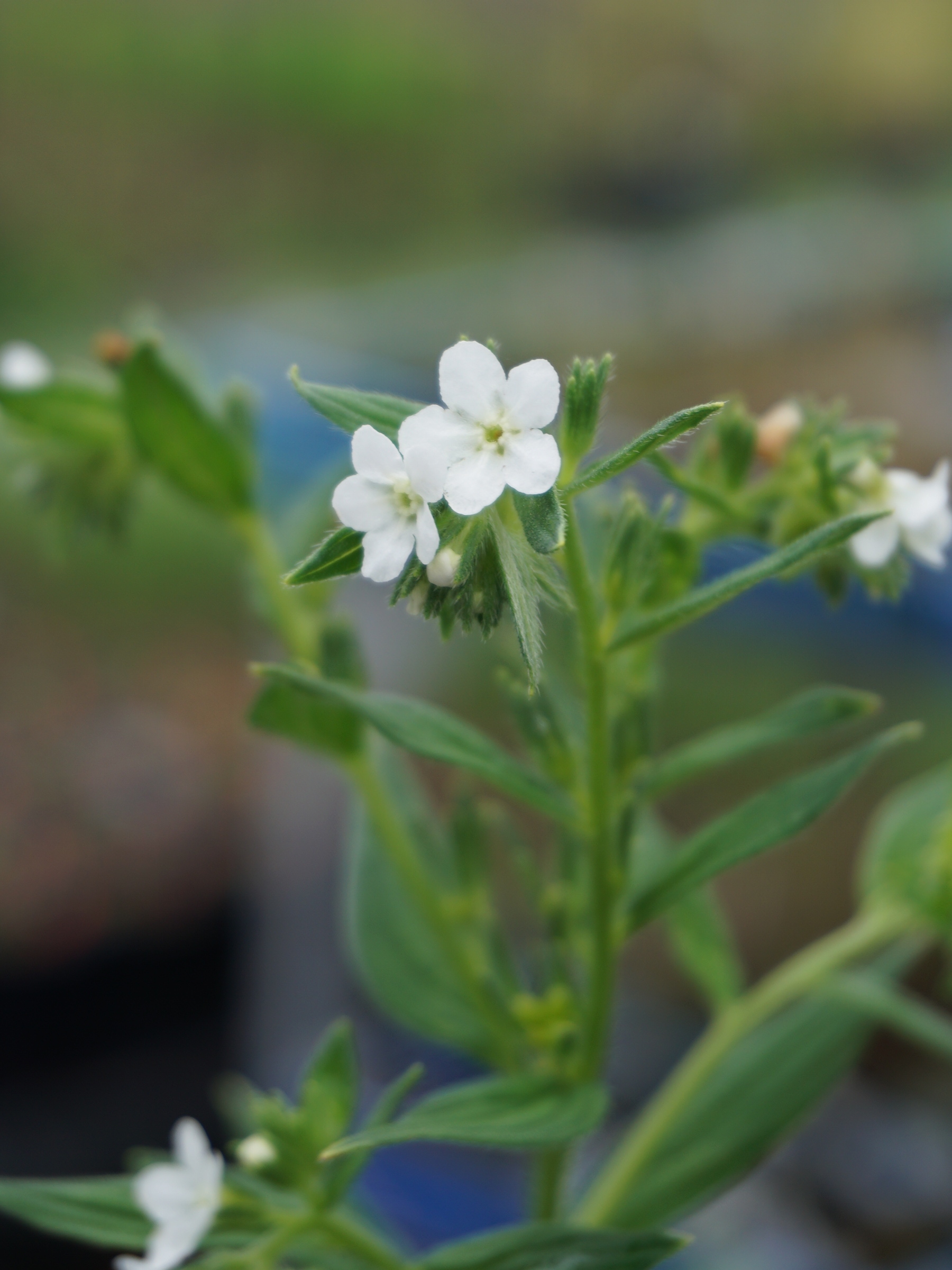 ムラサキ/Lithospermum erythrorhizon