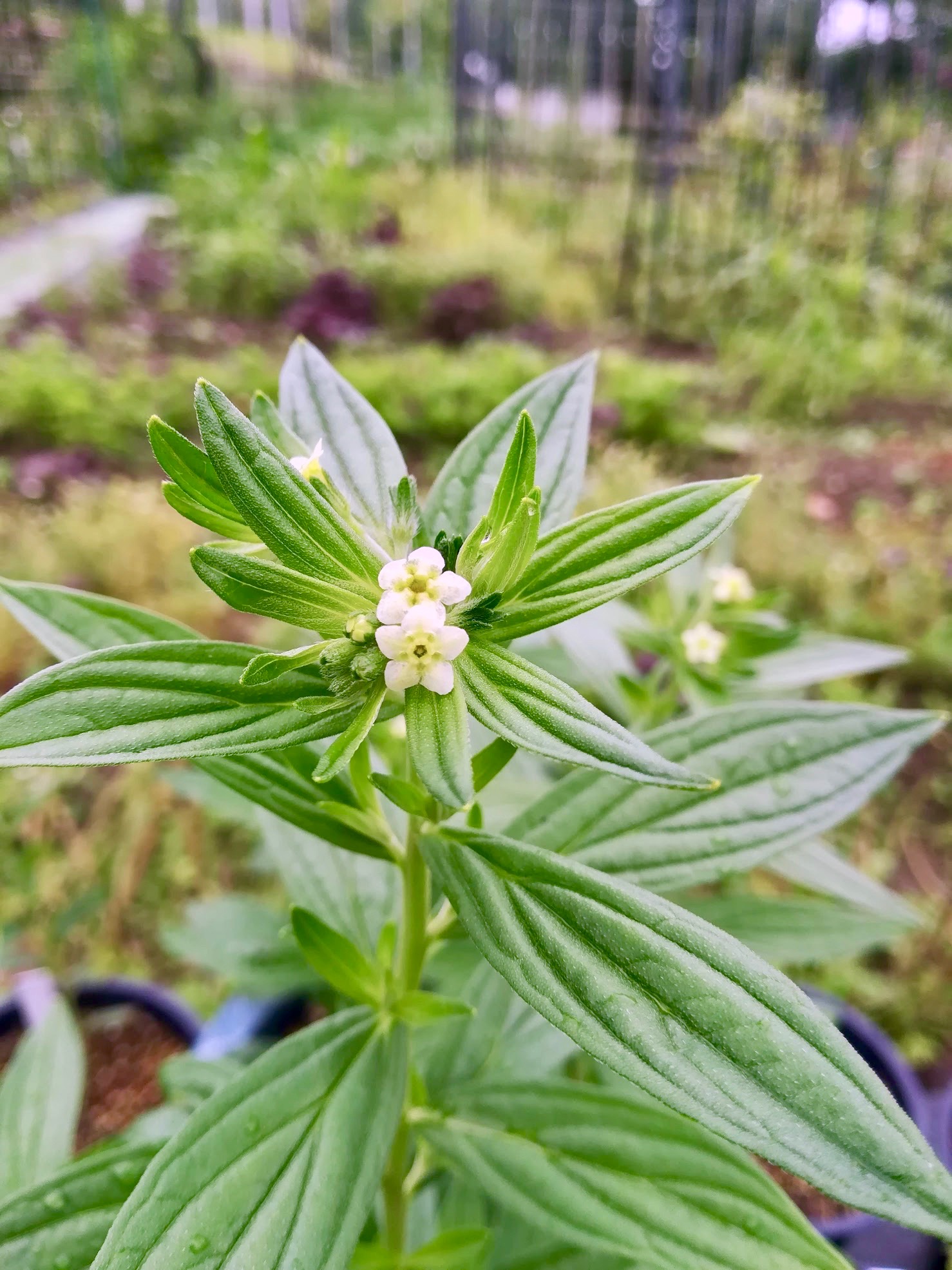 セイヨウムラサキ/Lithospermum officinale