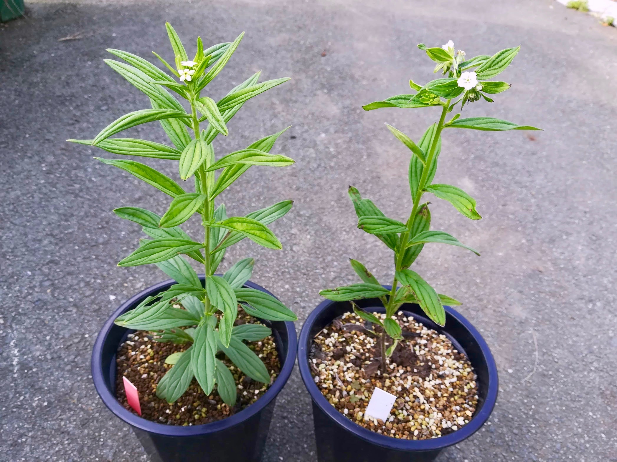 セイヨウムラサキ（左）とムラサキ（右）／Lithospermum officinale & L. erythrorhizon