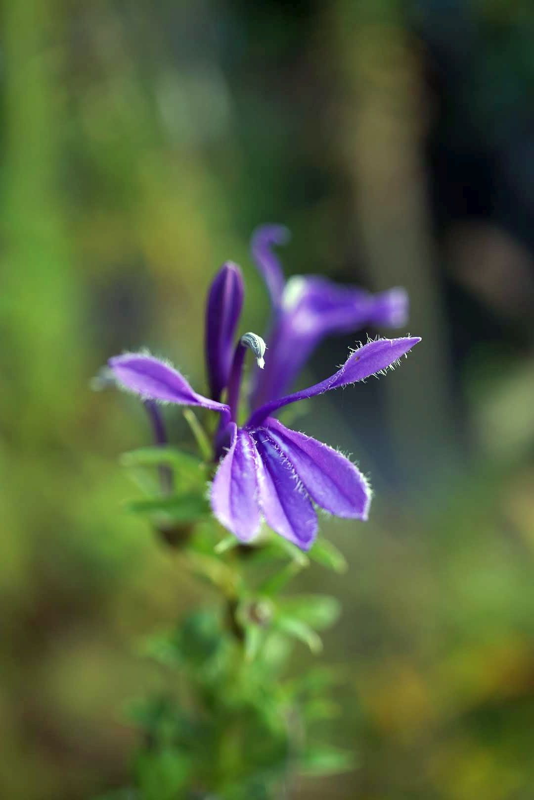 サワギキョウ/Lobelia sessilifolia