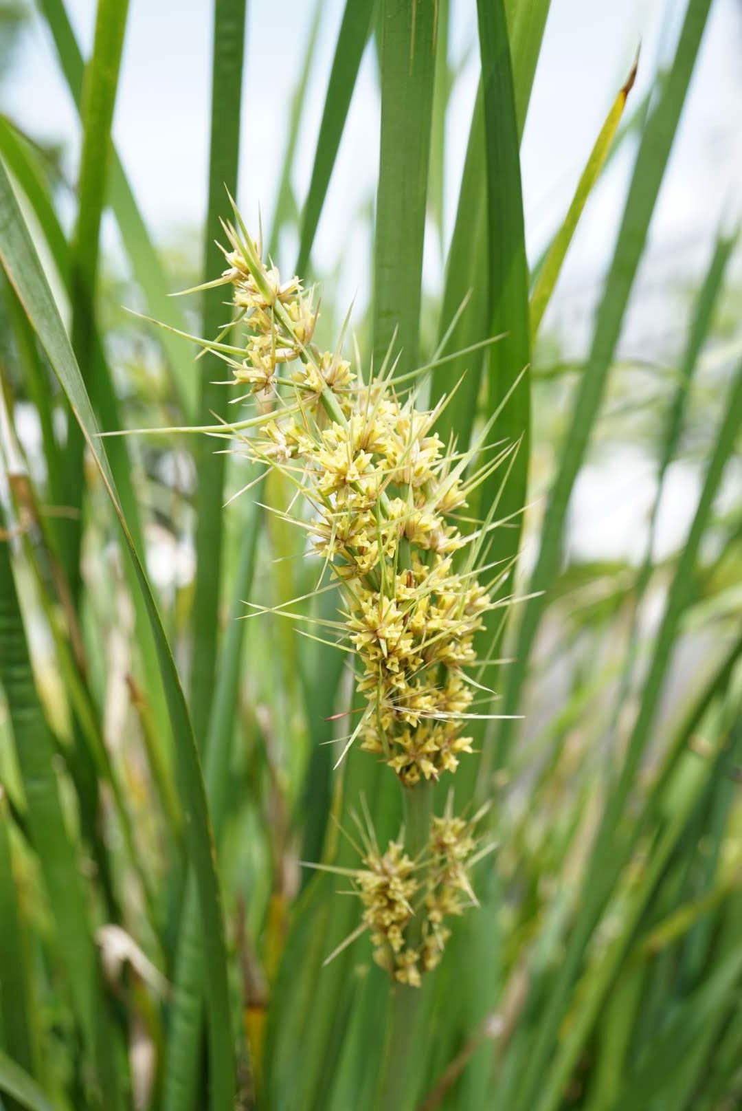 バスケットグラス/Lomandra longifolia