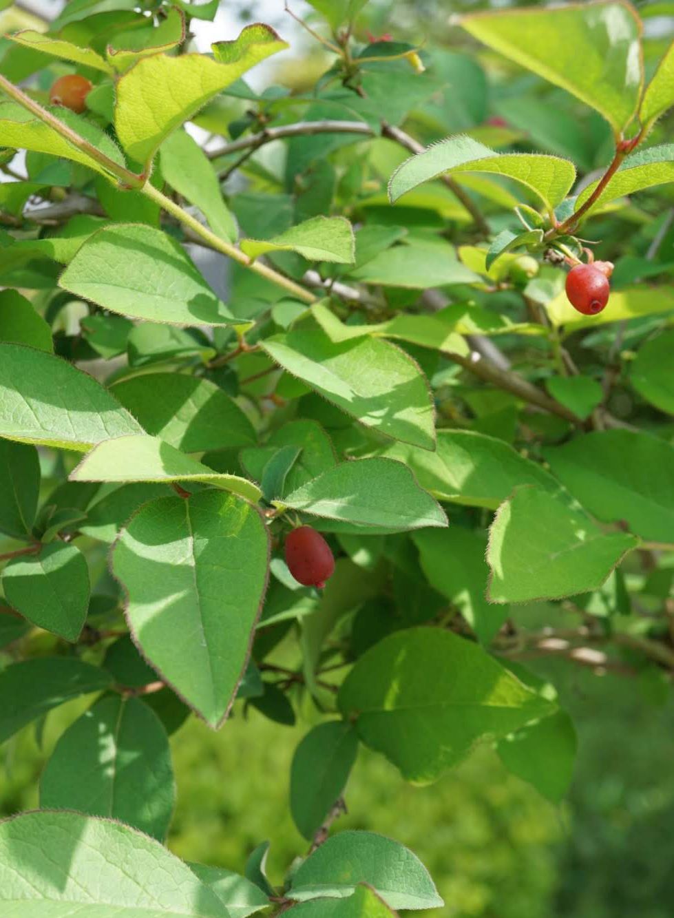ウグイスカグラ/Lonicera gracilipes fruits