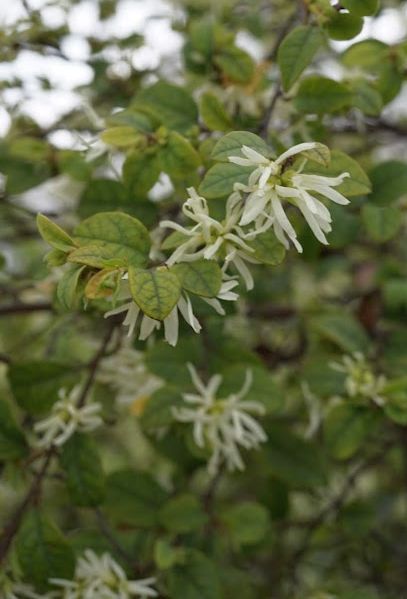 トキワマンサク/Loropetalum chinense