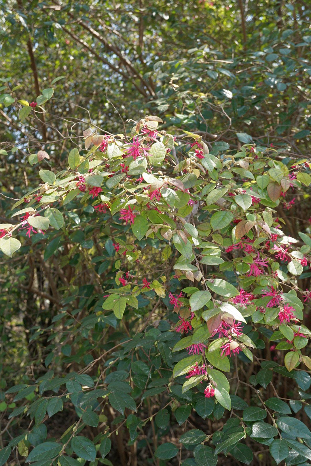 ベニバナトキワマンサク/Loropetalum chinense rubrum