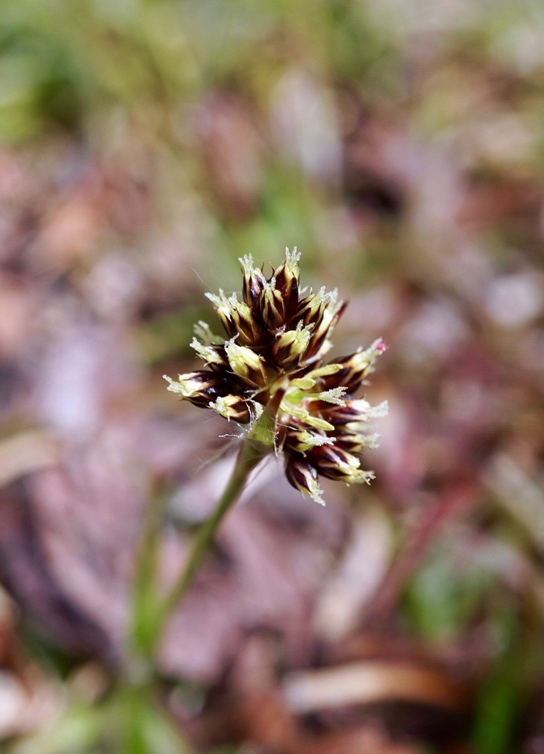 スズメノヤリ/Luzula capitata