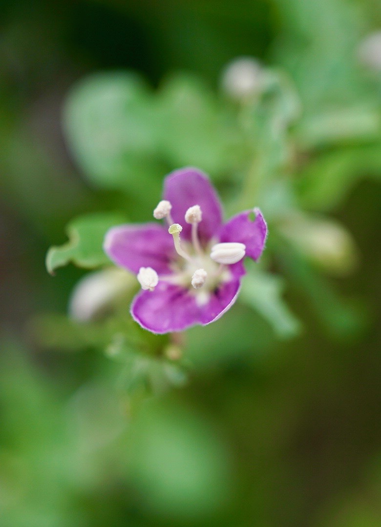 クコ/Lycium chinense