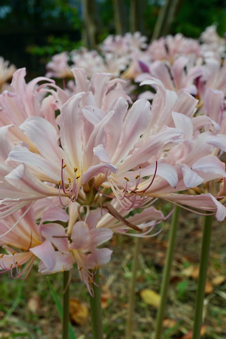 ナツズイセン/Lycoris squamigera