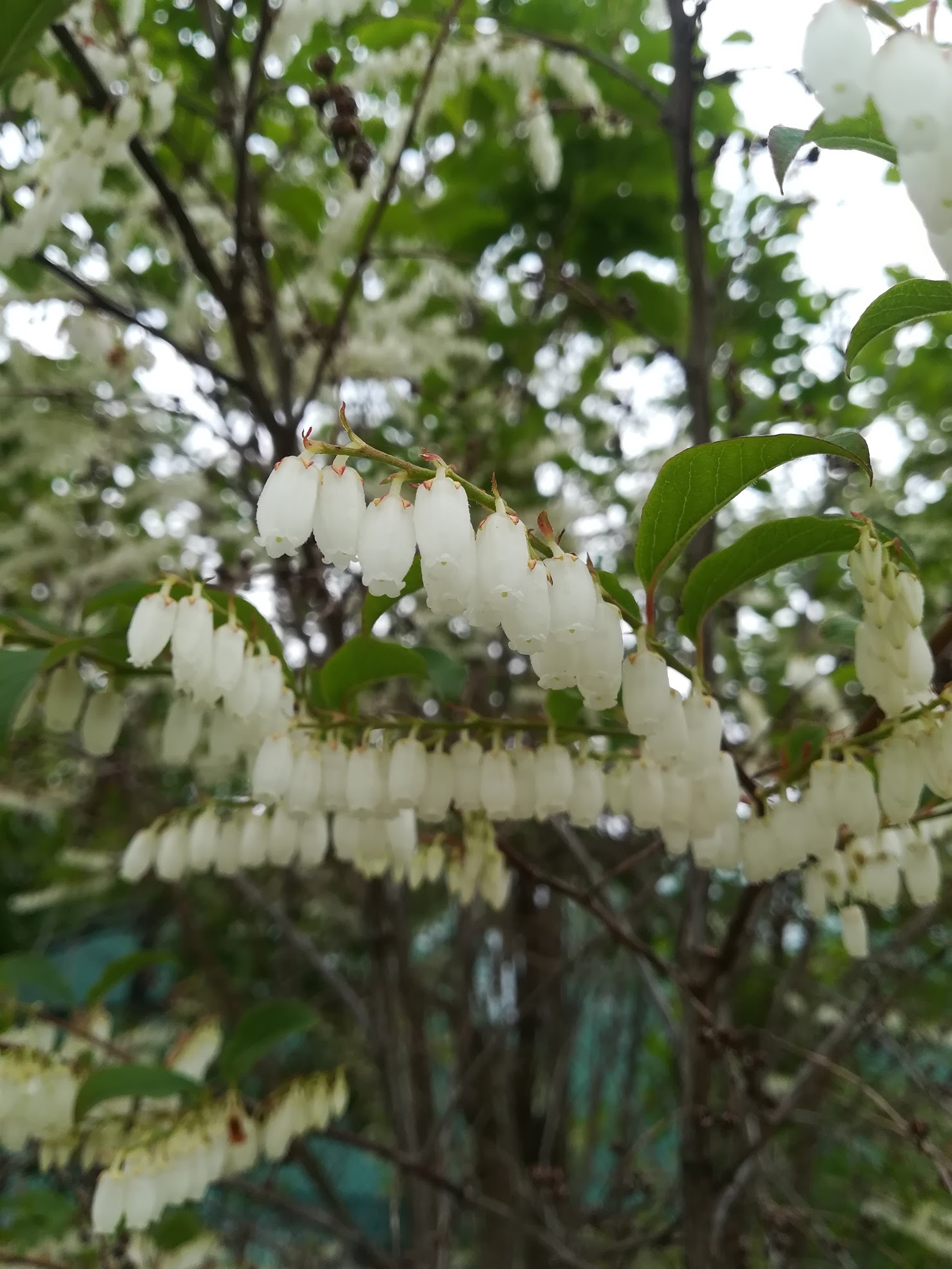 ネジキ/Lyonia ovalifolia var. elliptica