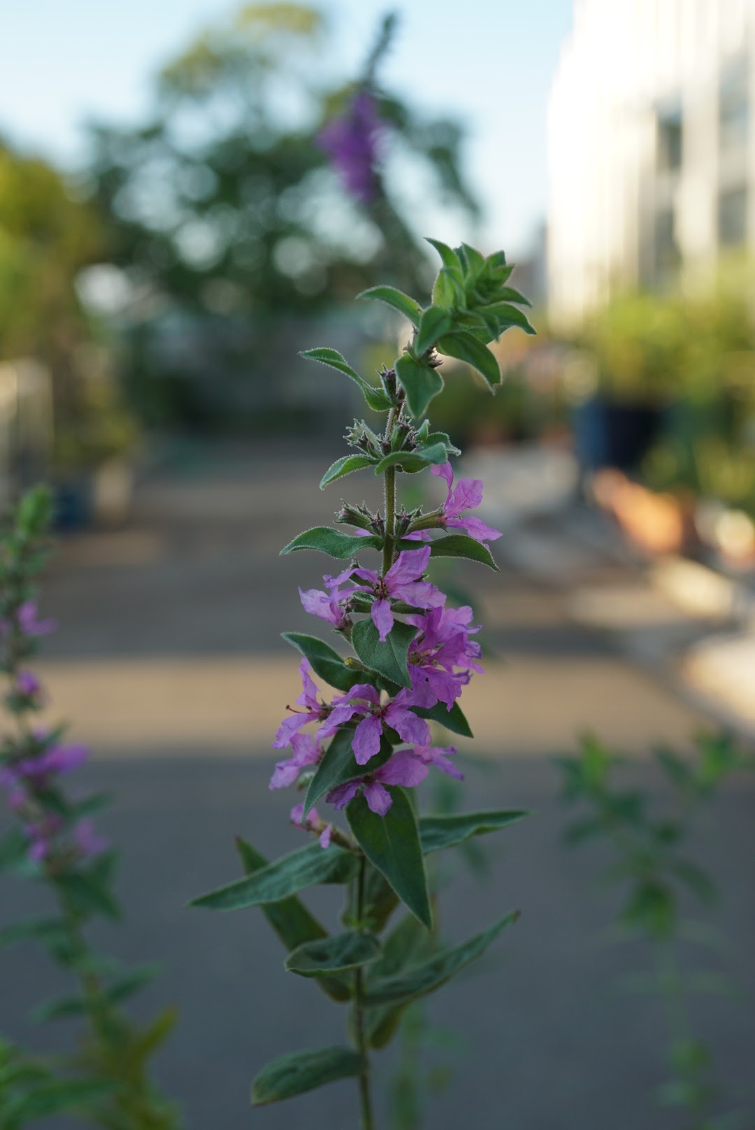 エゾミソハギ/Lythrum salicaria