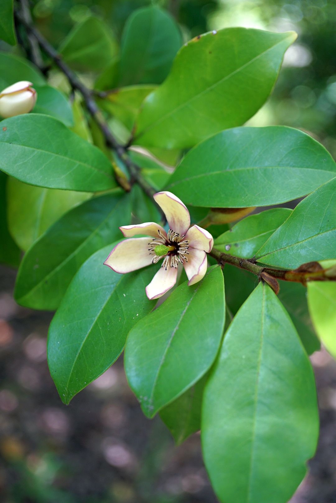 カラタネオガタマ/Magnolia figo