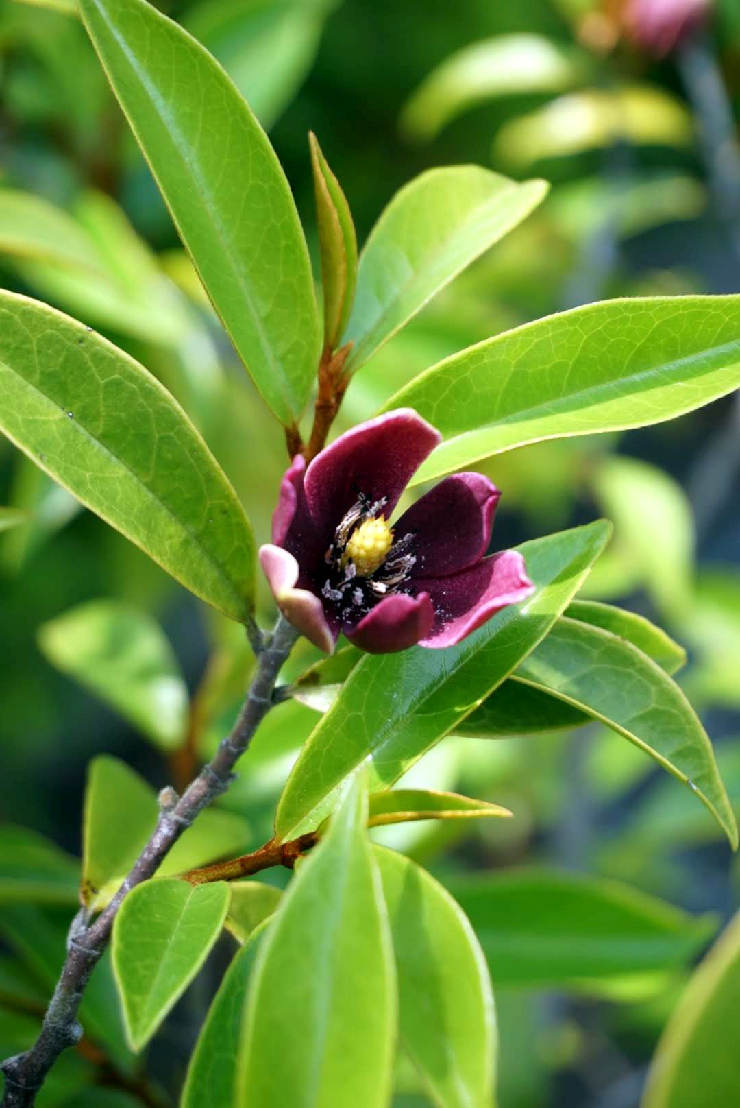 カラタネオガタマ/Magnolia figo flowers