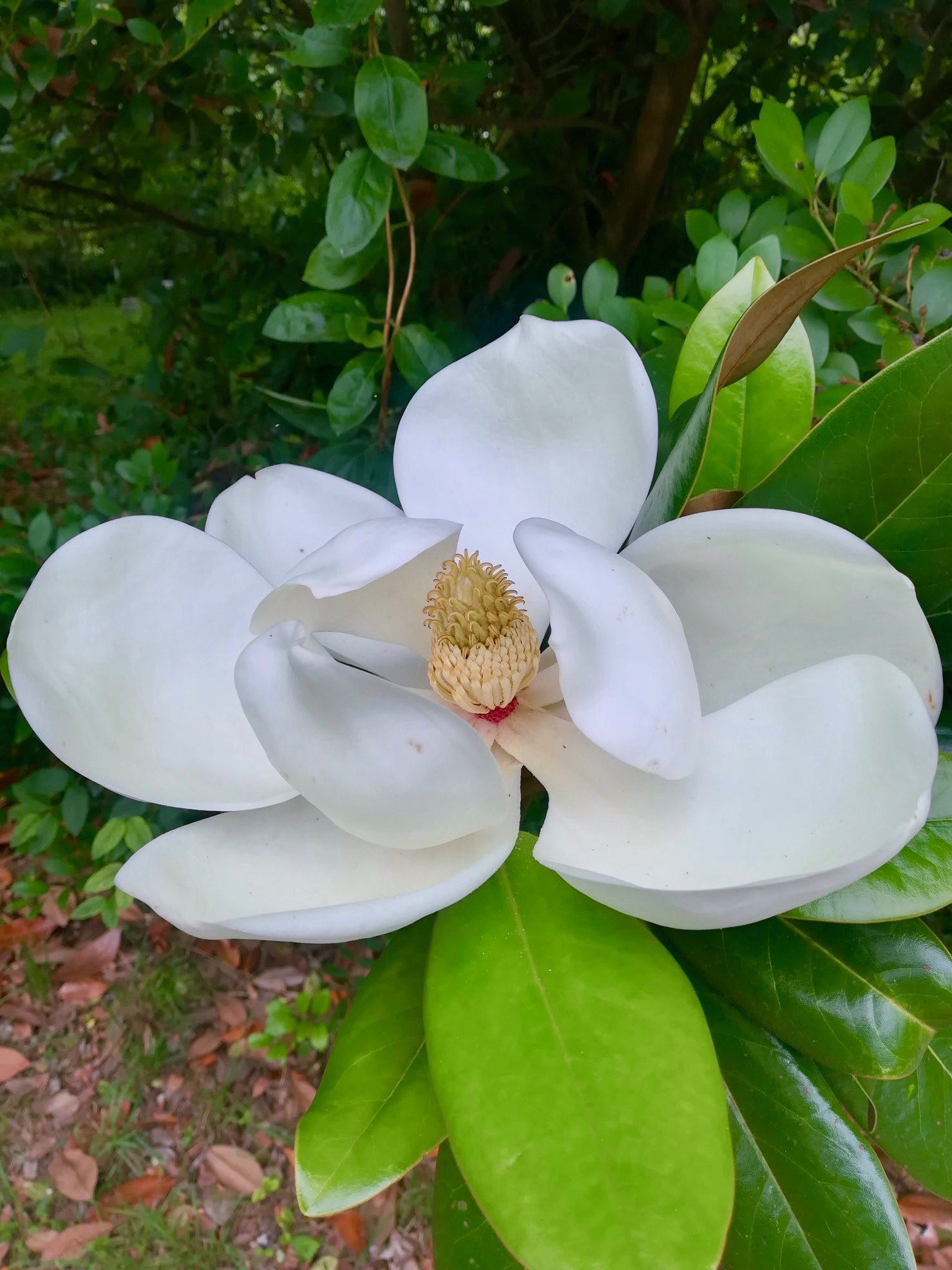 タイサンボク/Magnolia grandiflora