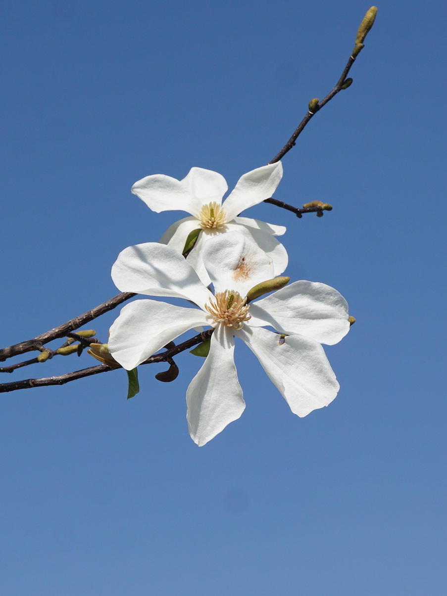 コブシ/Magnolia kobus