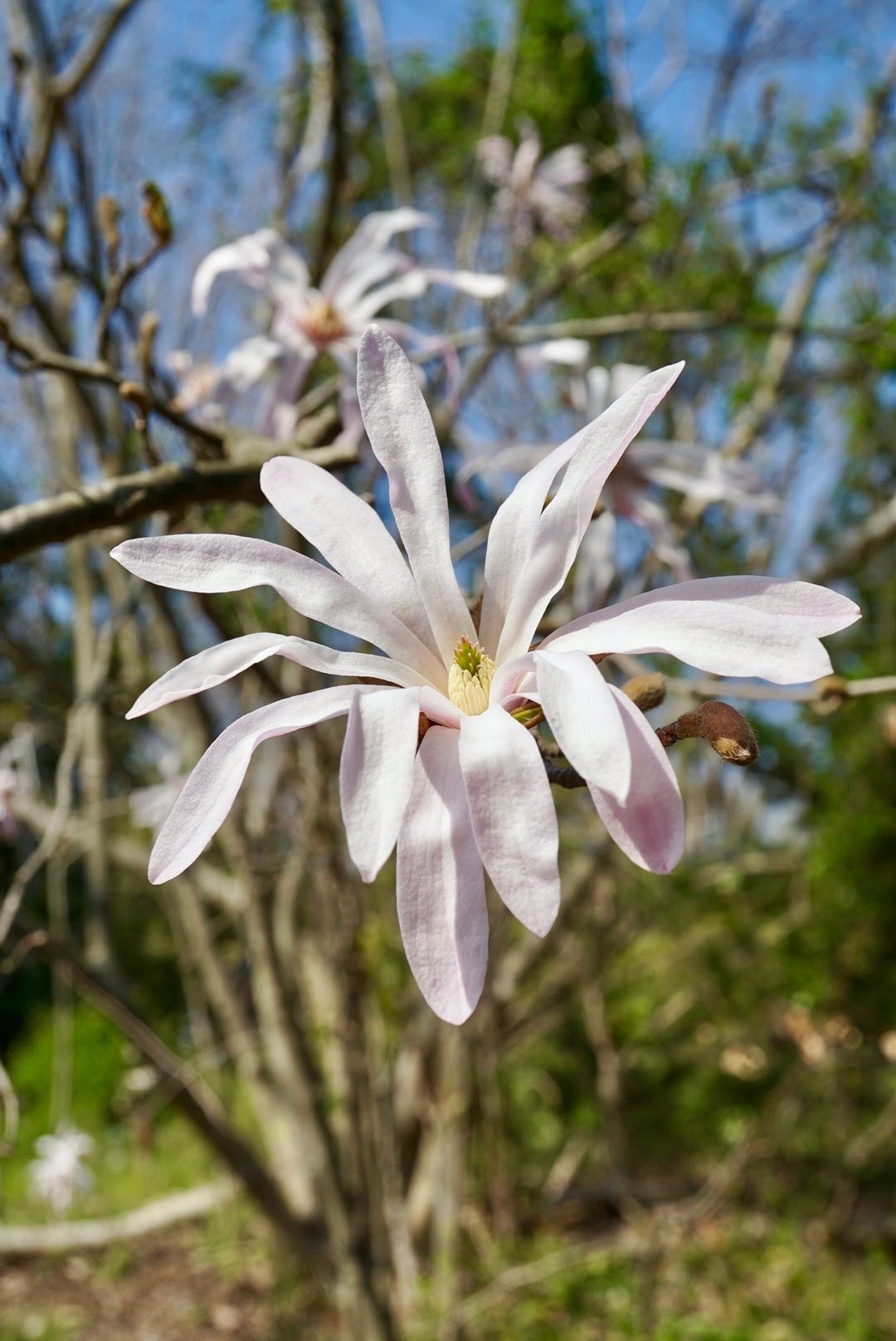 シデコブシ/Magnolia stellata