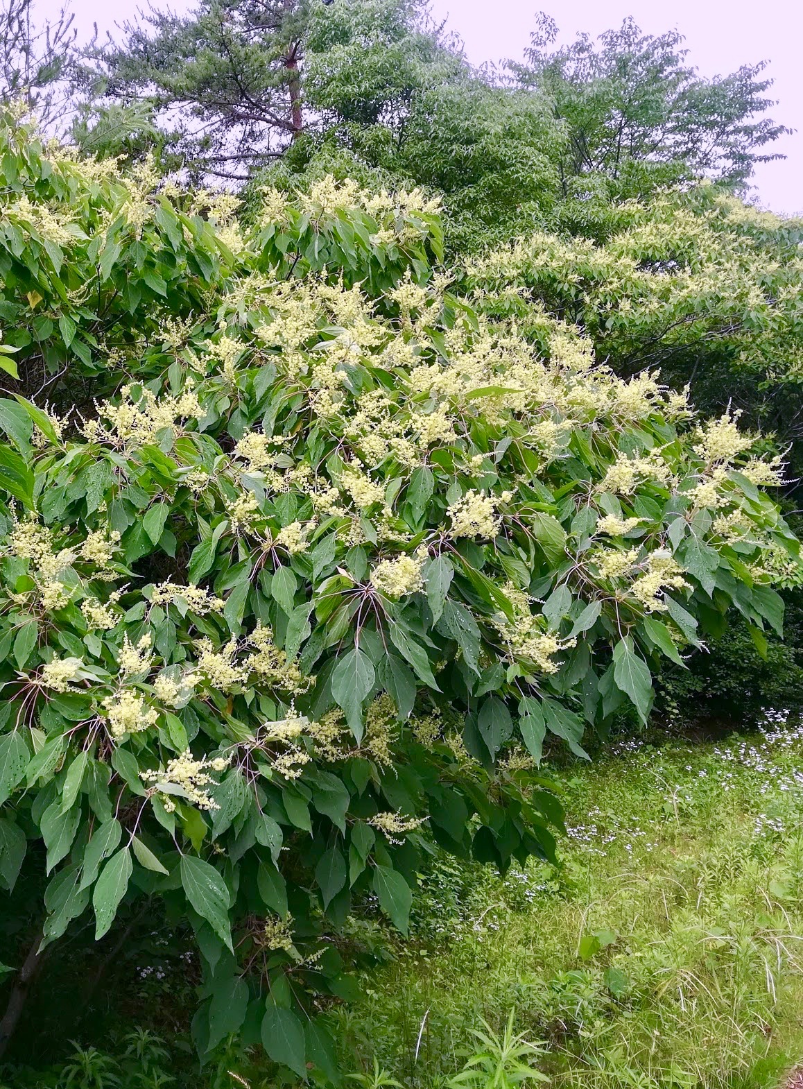 アカメガシワ/Mallotus japonica