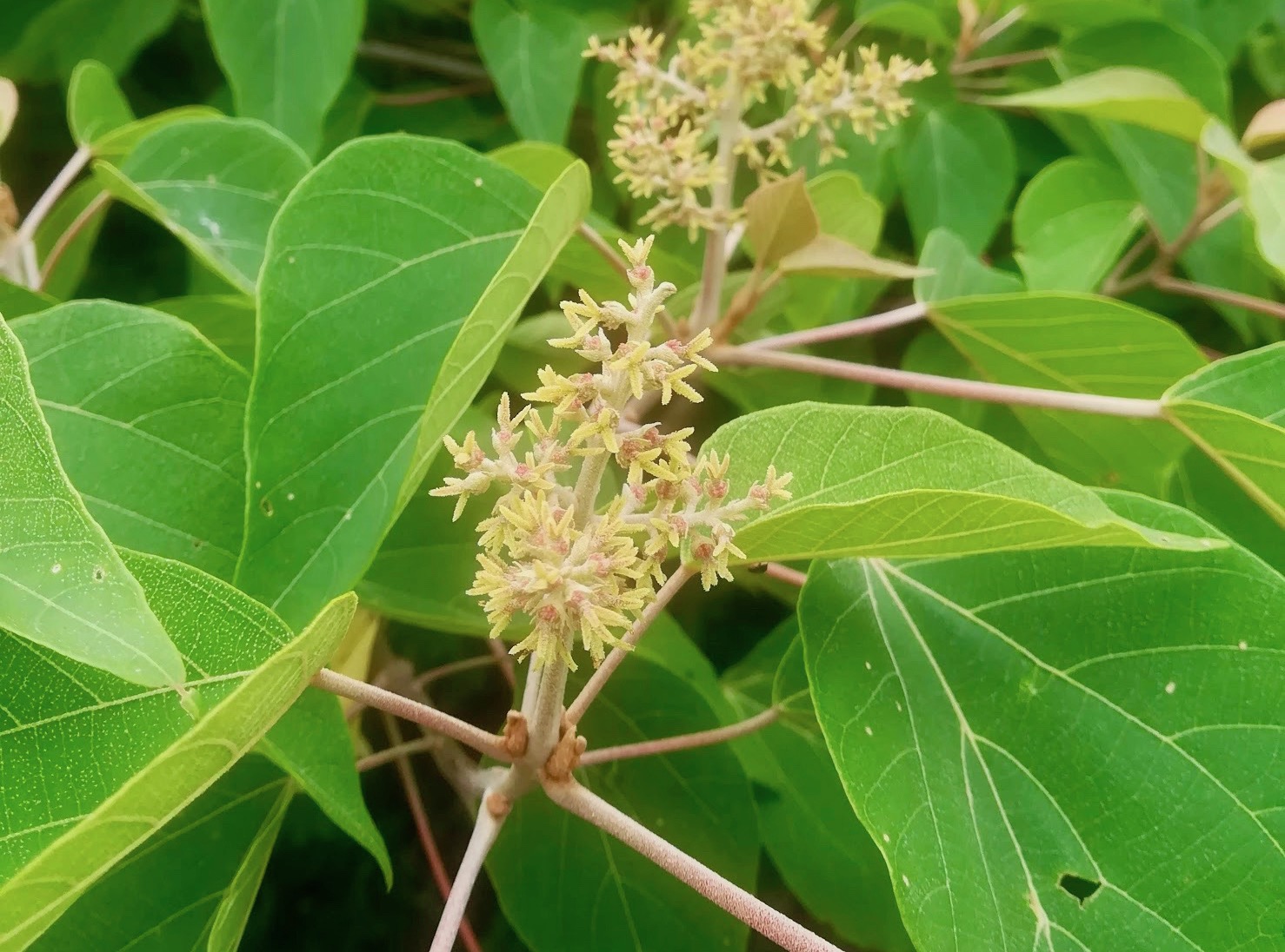 雌花/female flowers