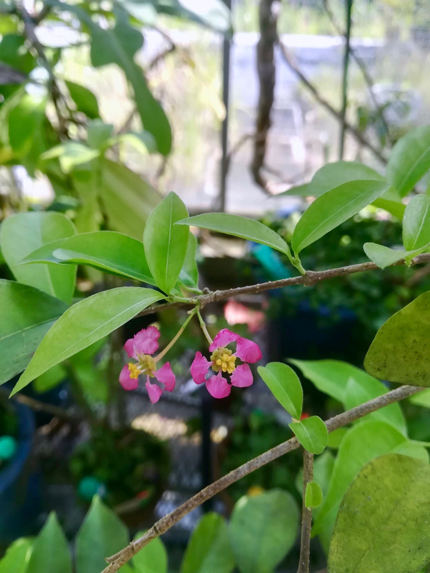 アセロラ/Malpighia emarginata