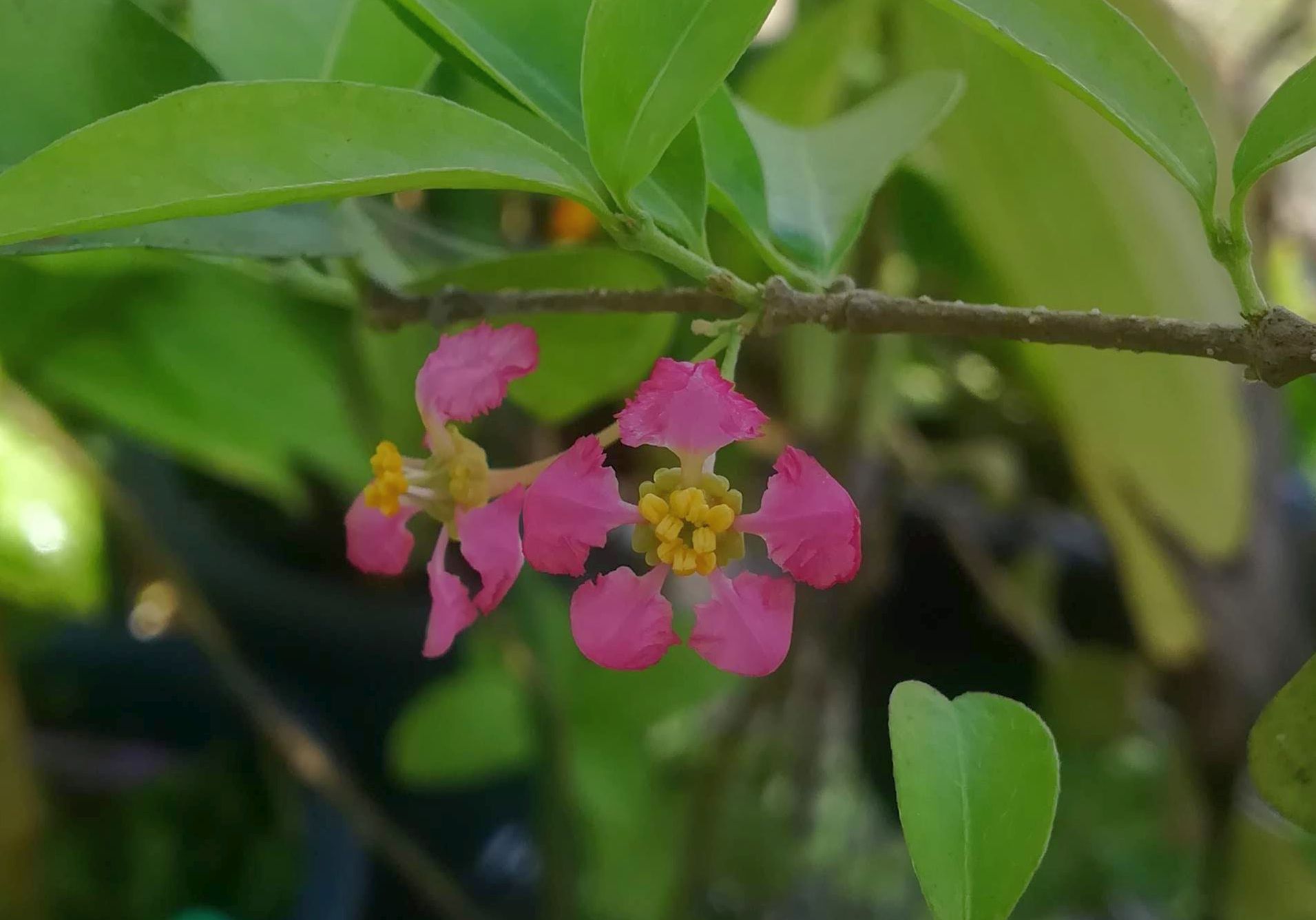 ドッグローズ花/Acerola flower