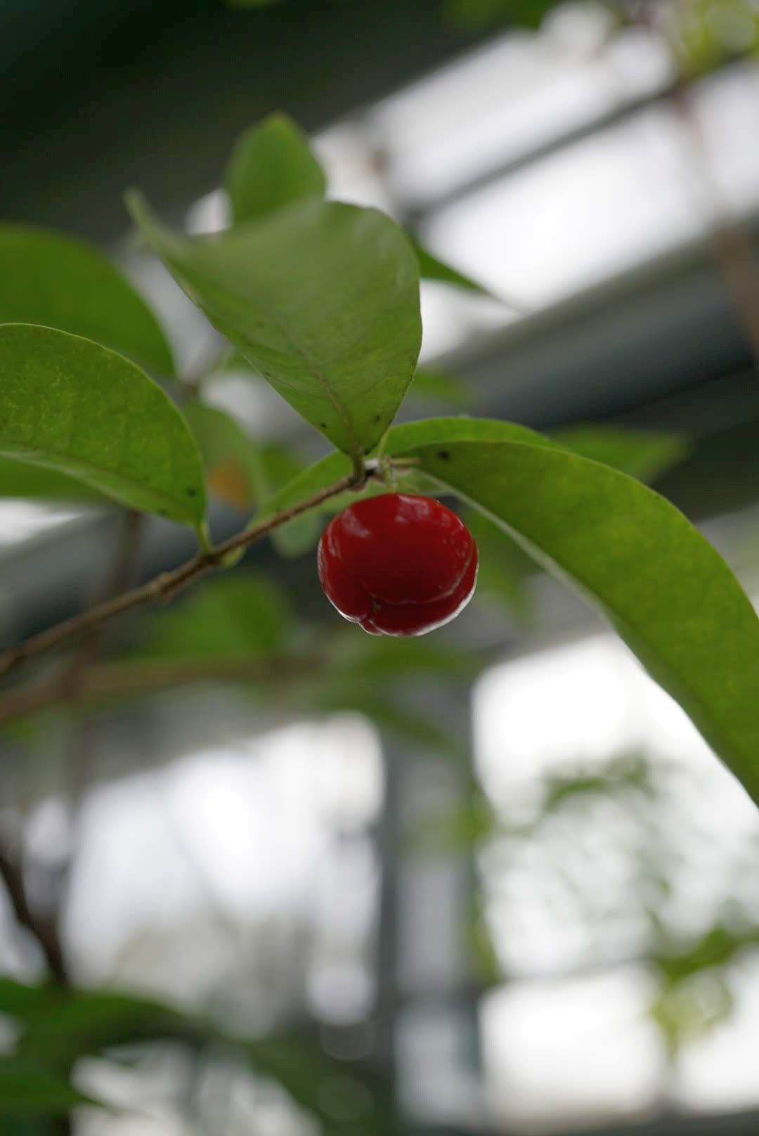 アセロラ/acerola