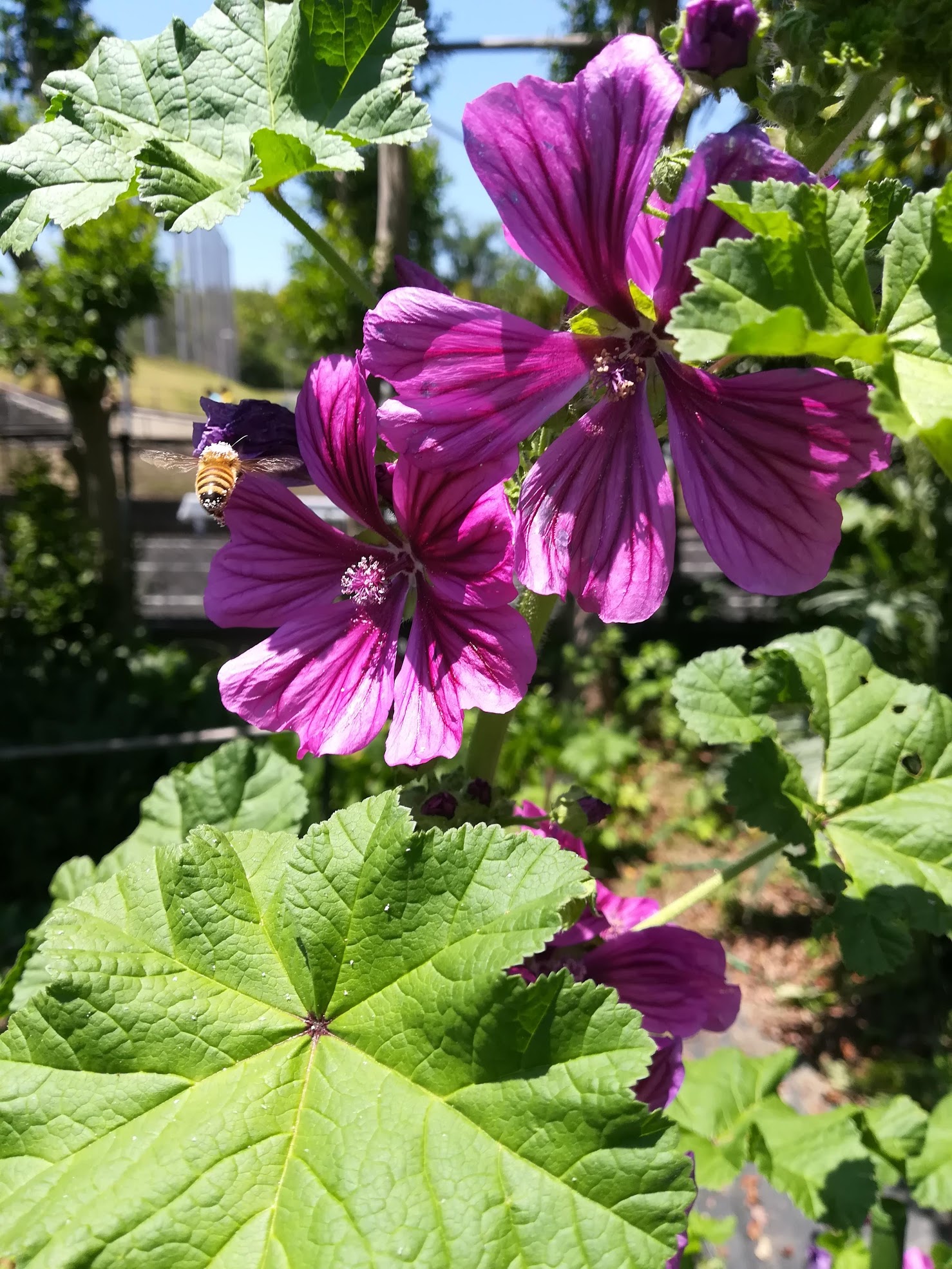 ウスベニアオイ/Malva sylvestris