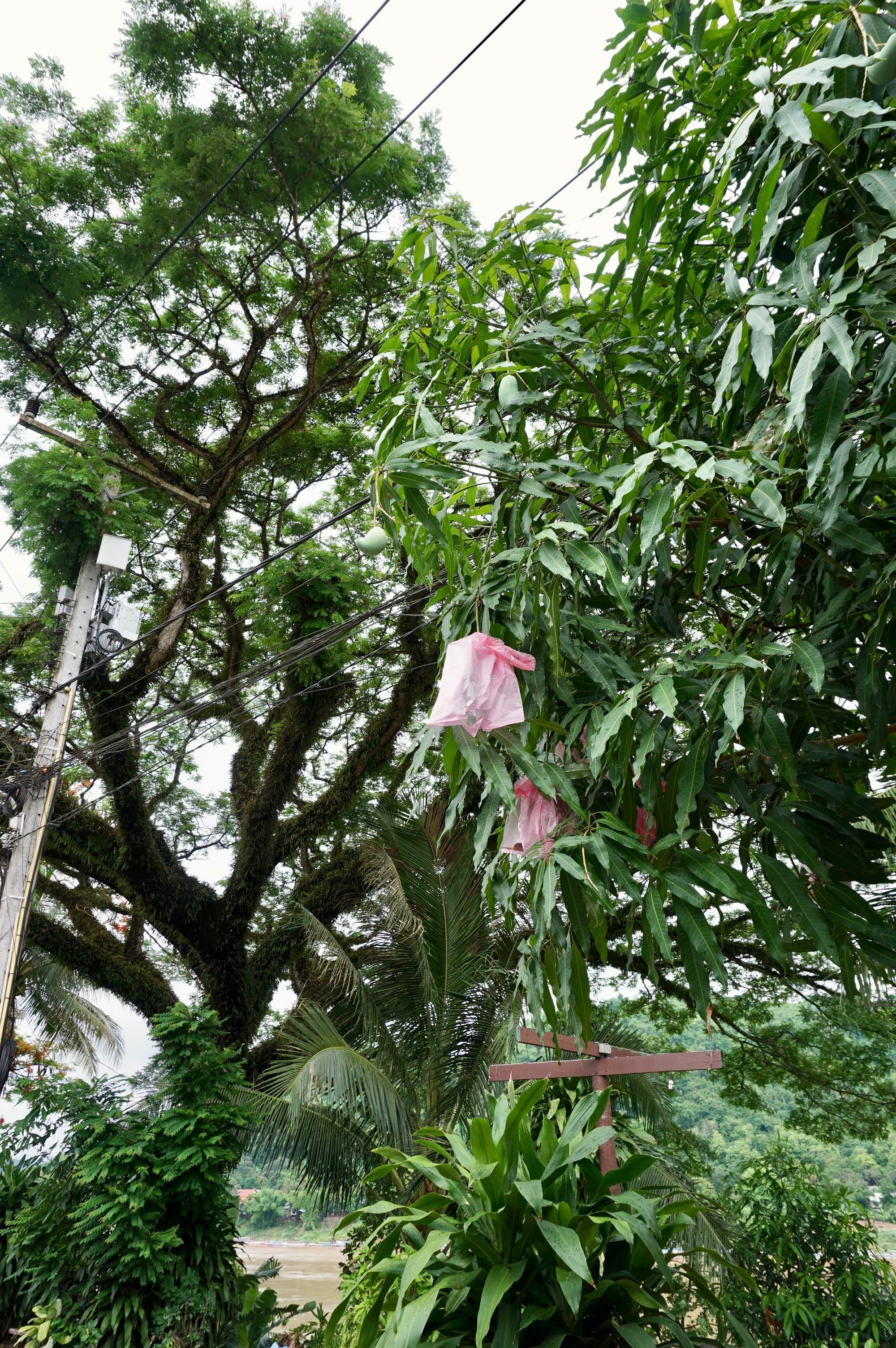 マンゴー/mango tree