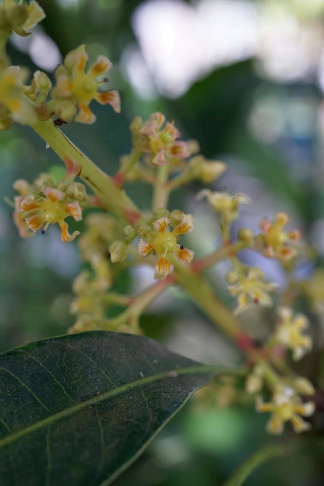 マンゴー/Mangifera indica