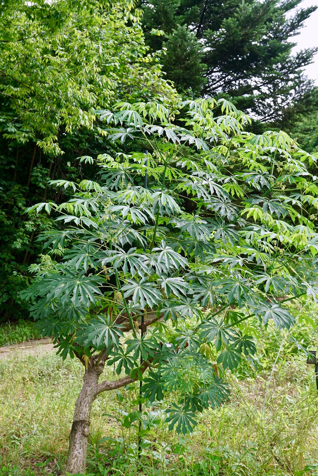 マニホットゴムノキ/Manihot glaziovii