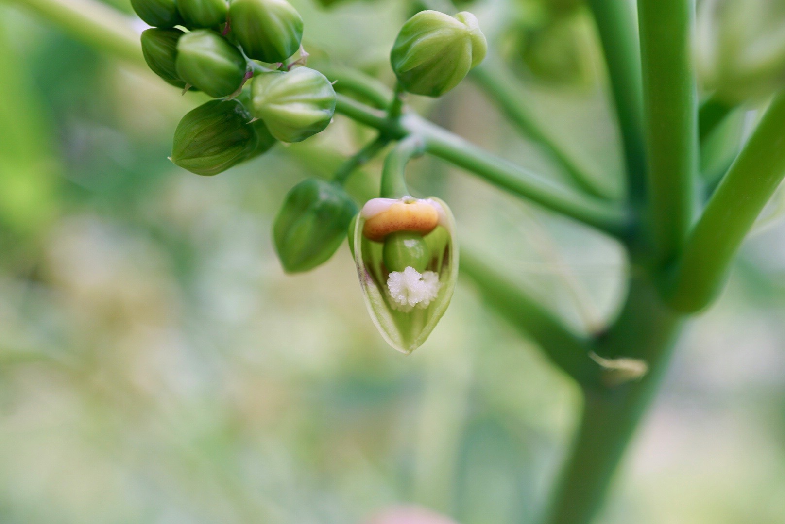 マニホットゴムノキ雌花/Manihot glaziovii female flower