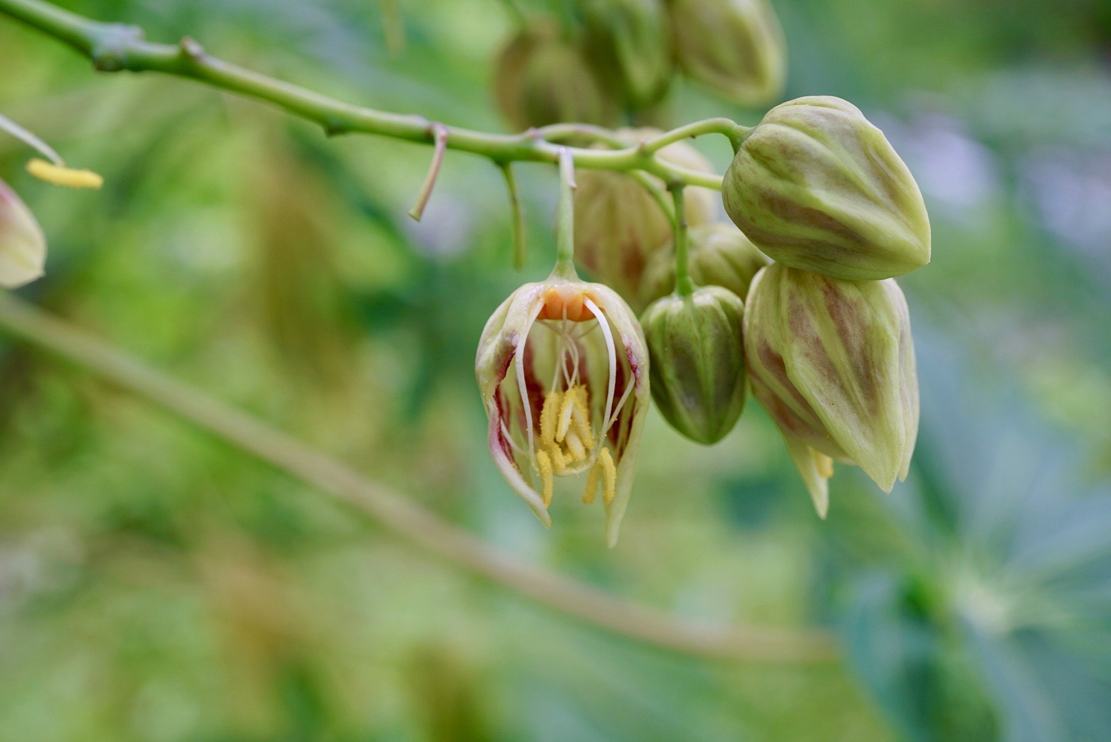 マニホットゴムノキ雄花/Manihot glaziovii male flower