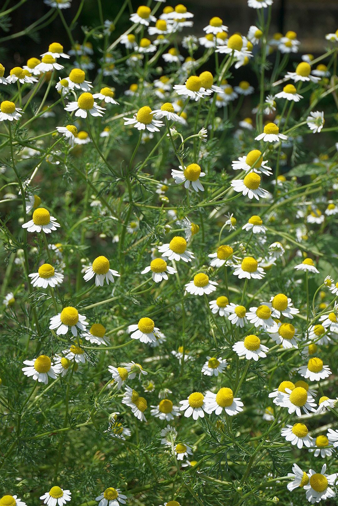 カモミール/Matricaria chamomila