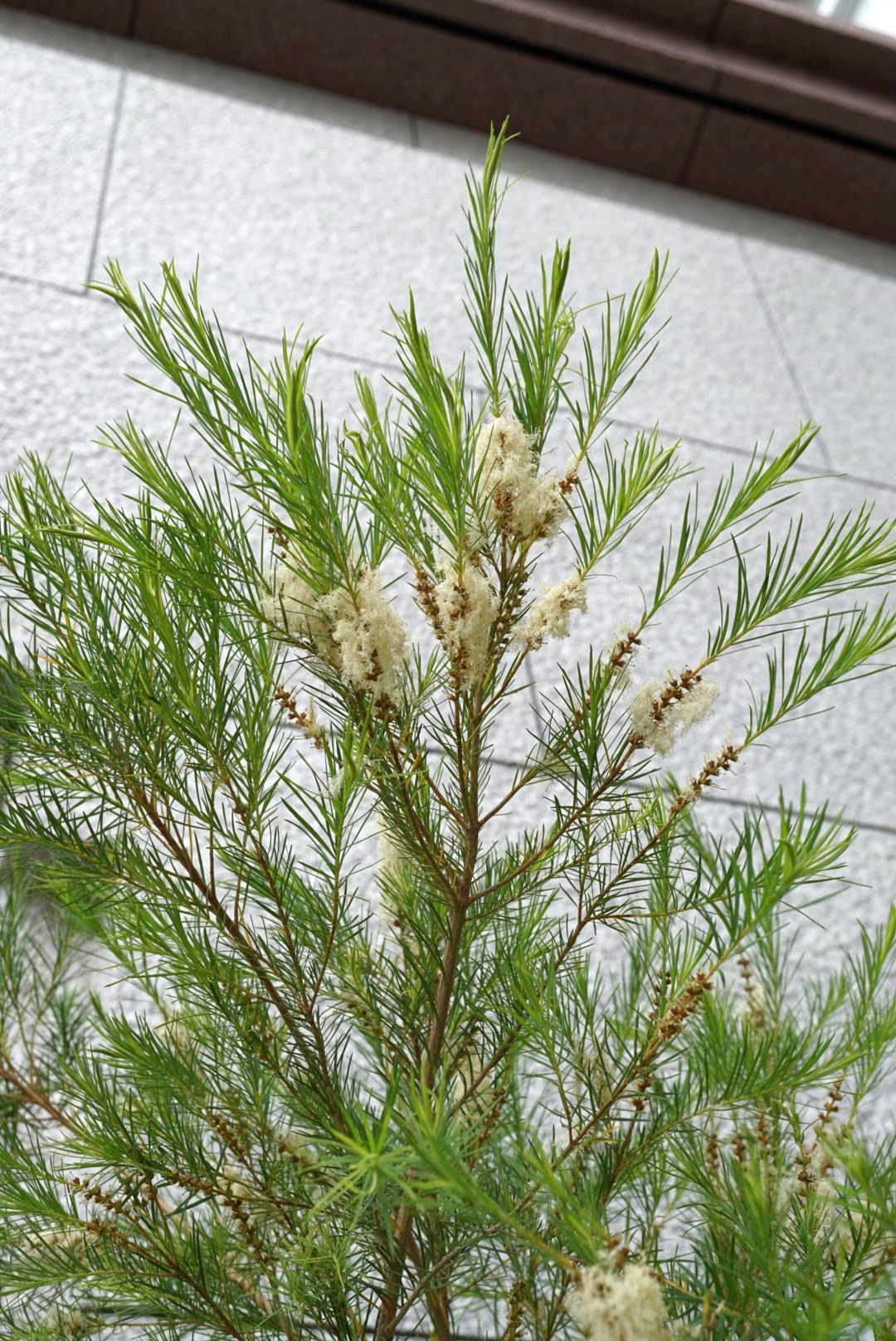 ティーツリー/Melaleuca alternifolia