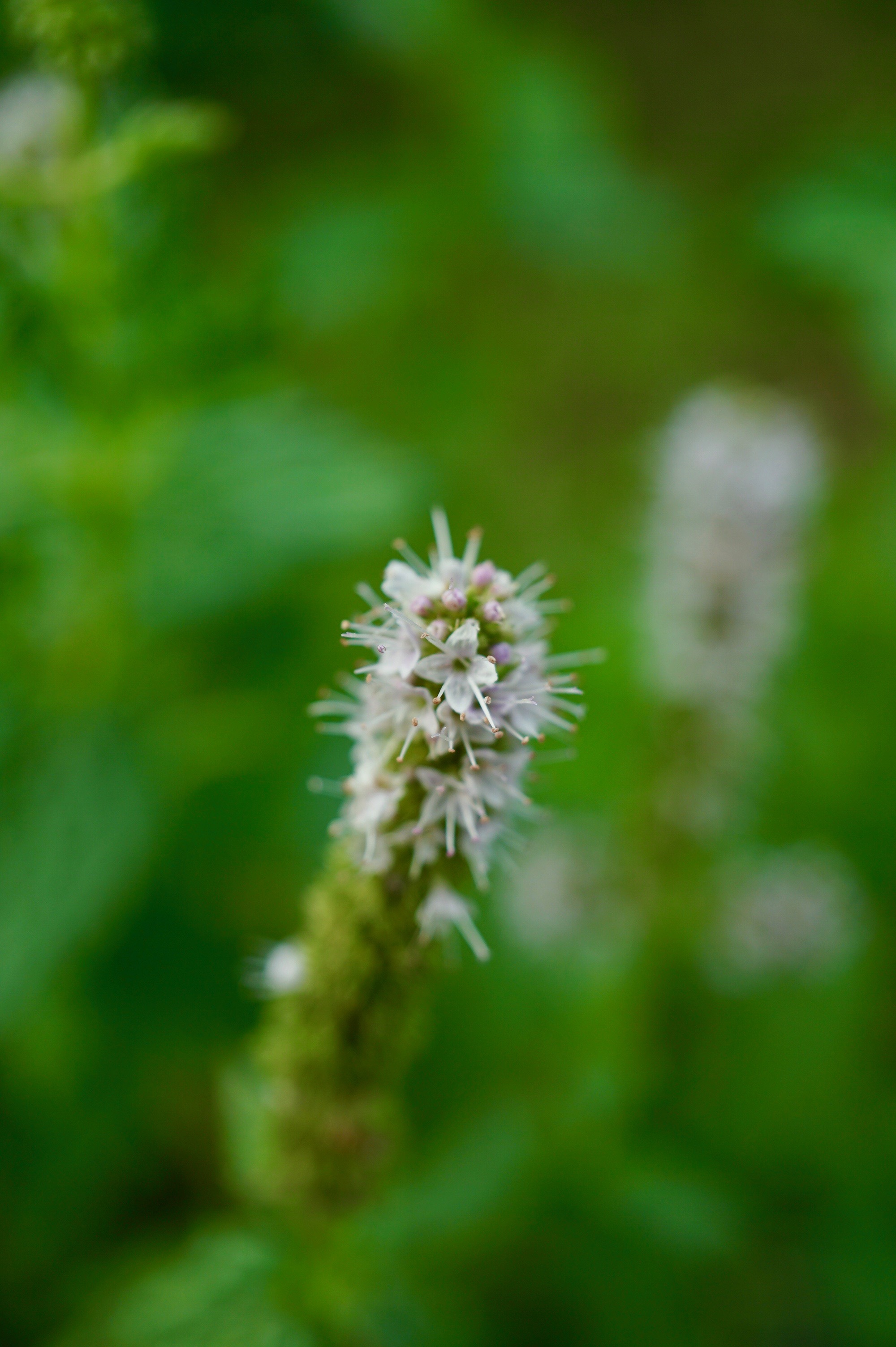 アップルミント/Mentha suaveolens