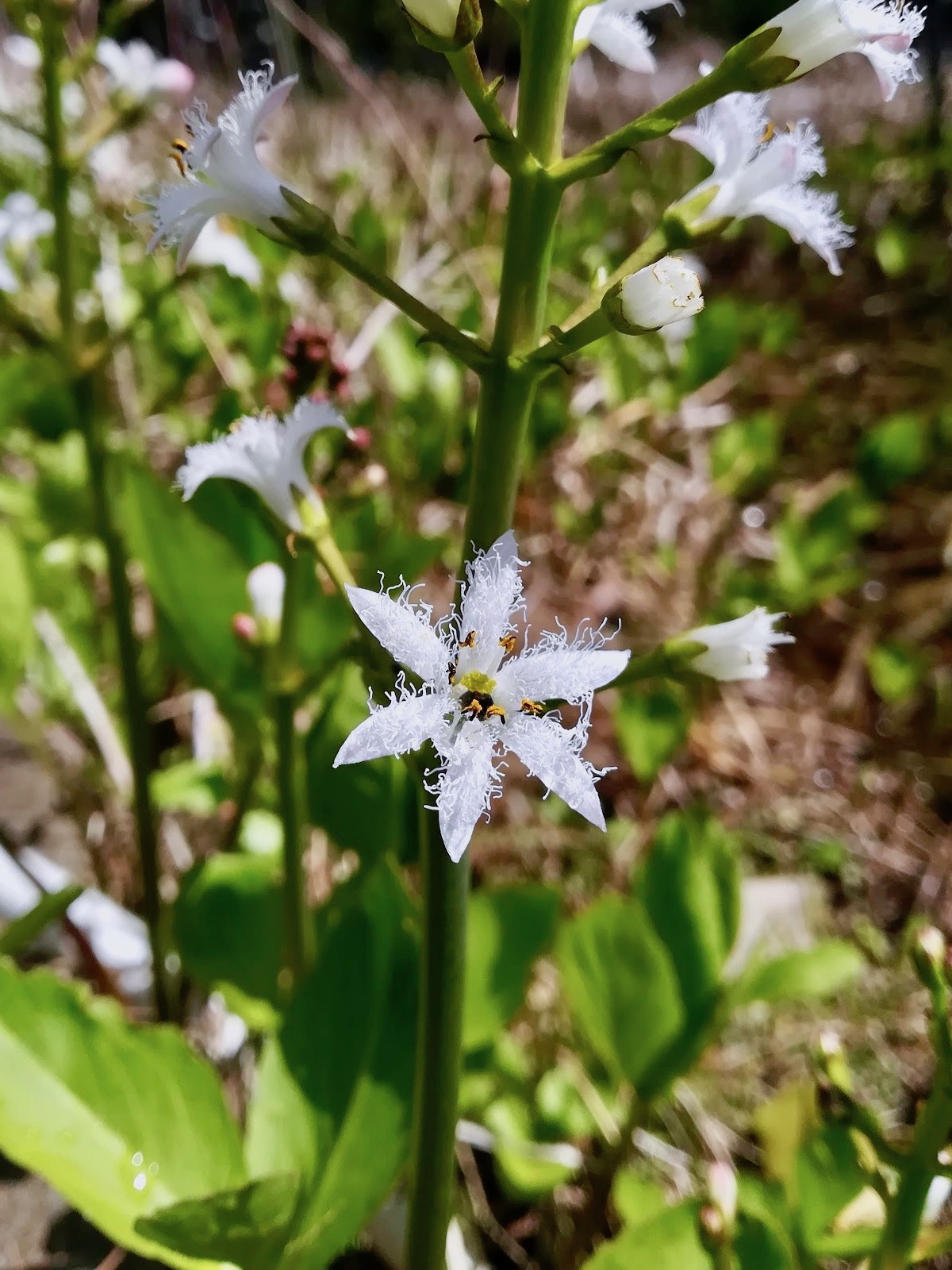 ミツガシワ/Menyanthes trifoliata