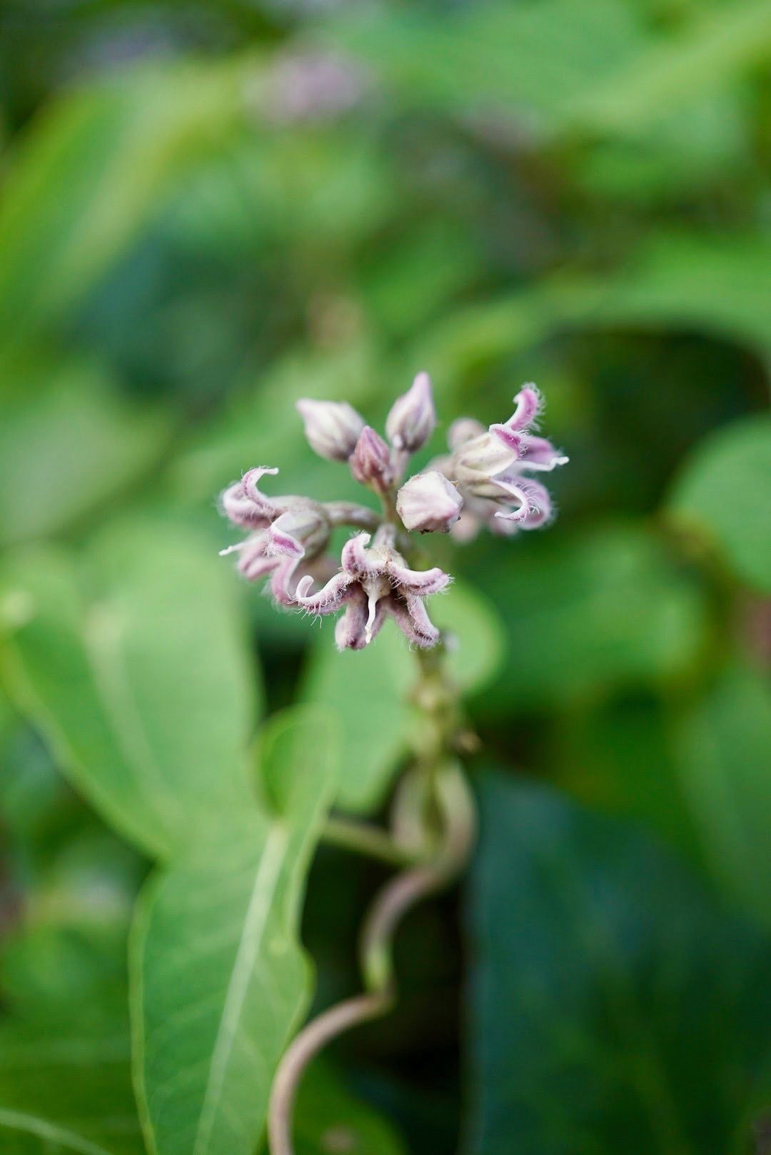 ガガイモ/Metaplexis japonica