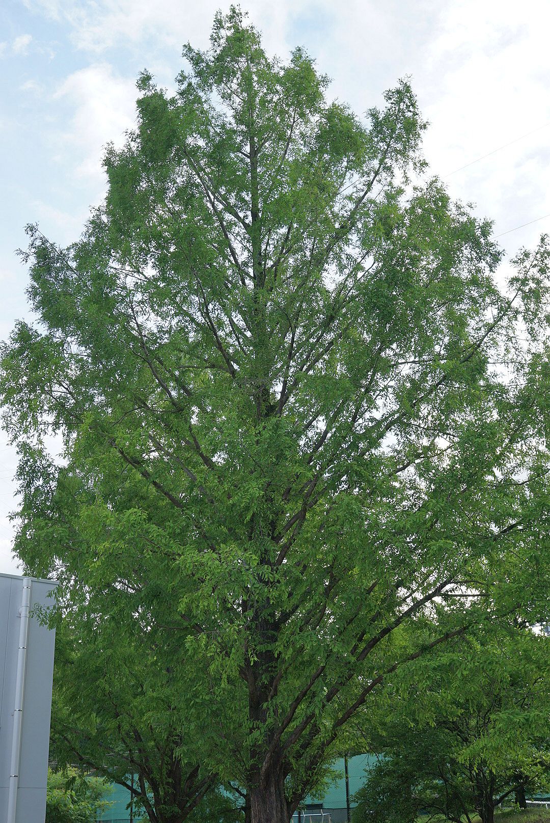 メタセコイア/Metasequoia glyptostroboides