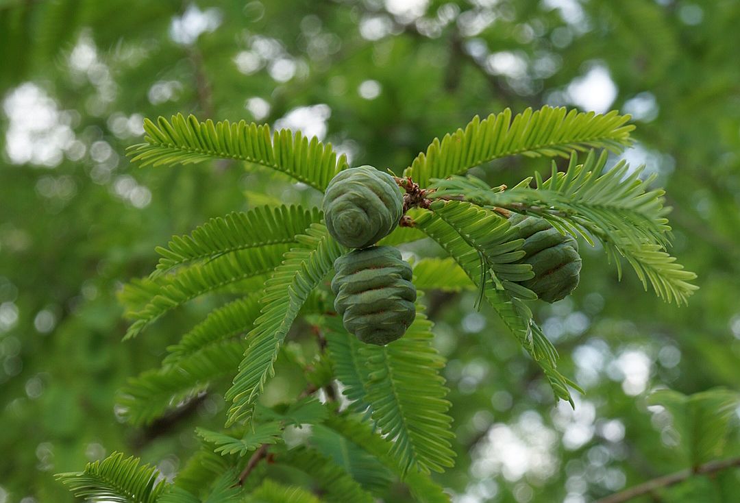 メタセコイア雌花 Female flowers