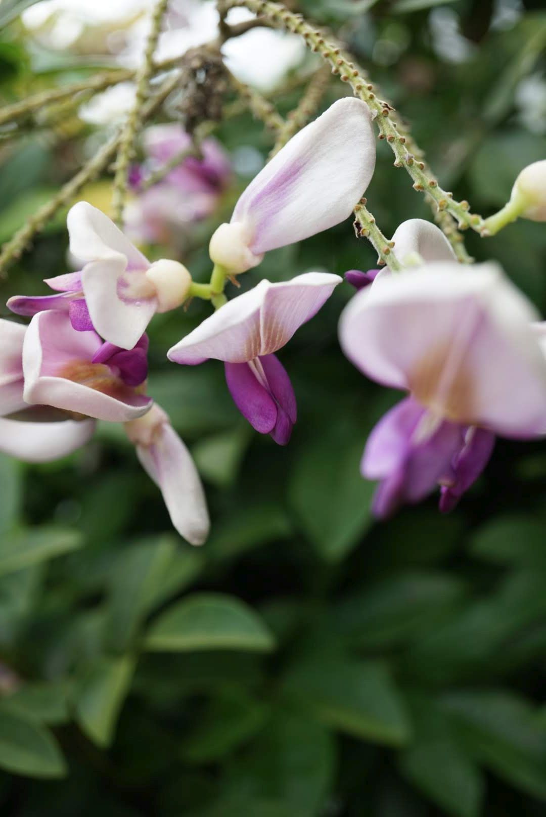 シマダフジ/Millettia nitida