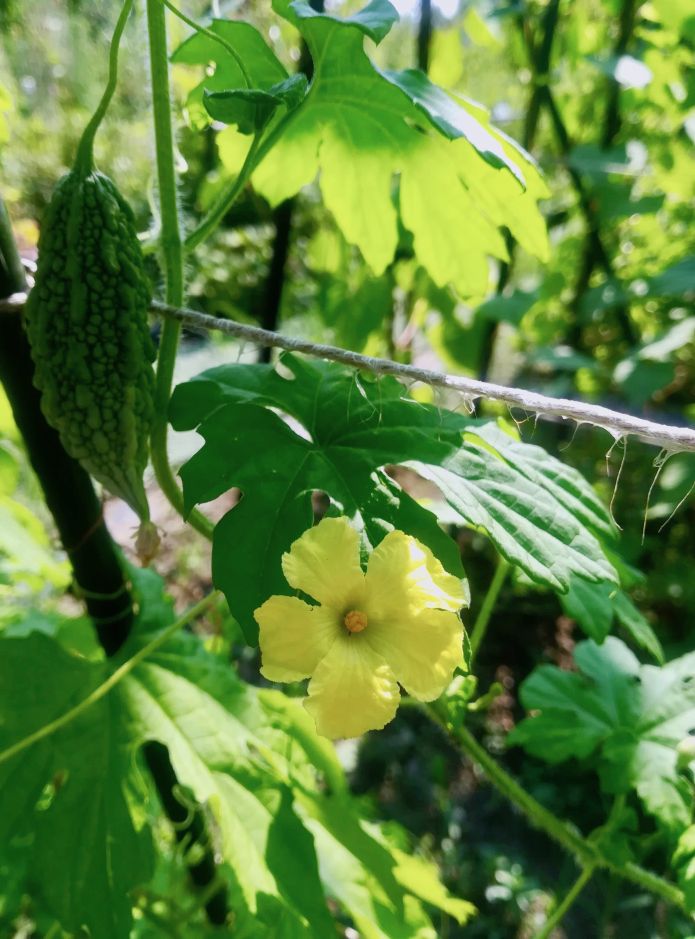ニガウリ/ゴーヤ/Momordica charantia
