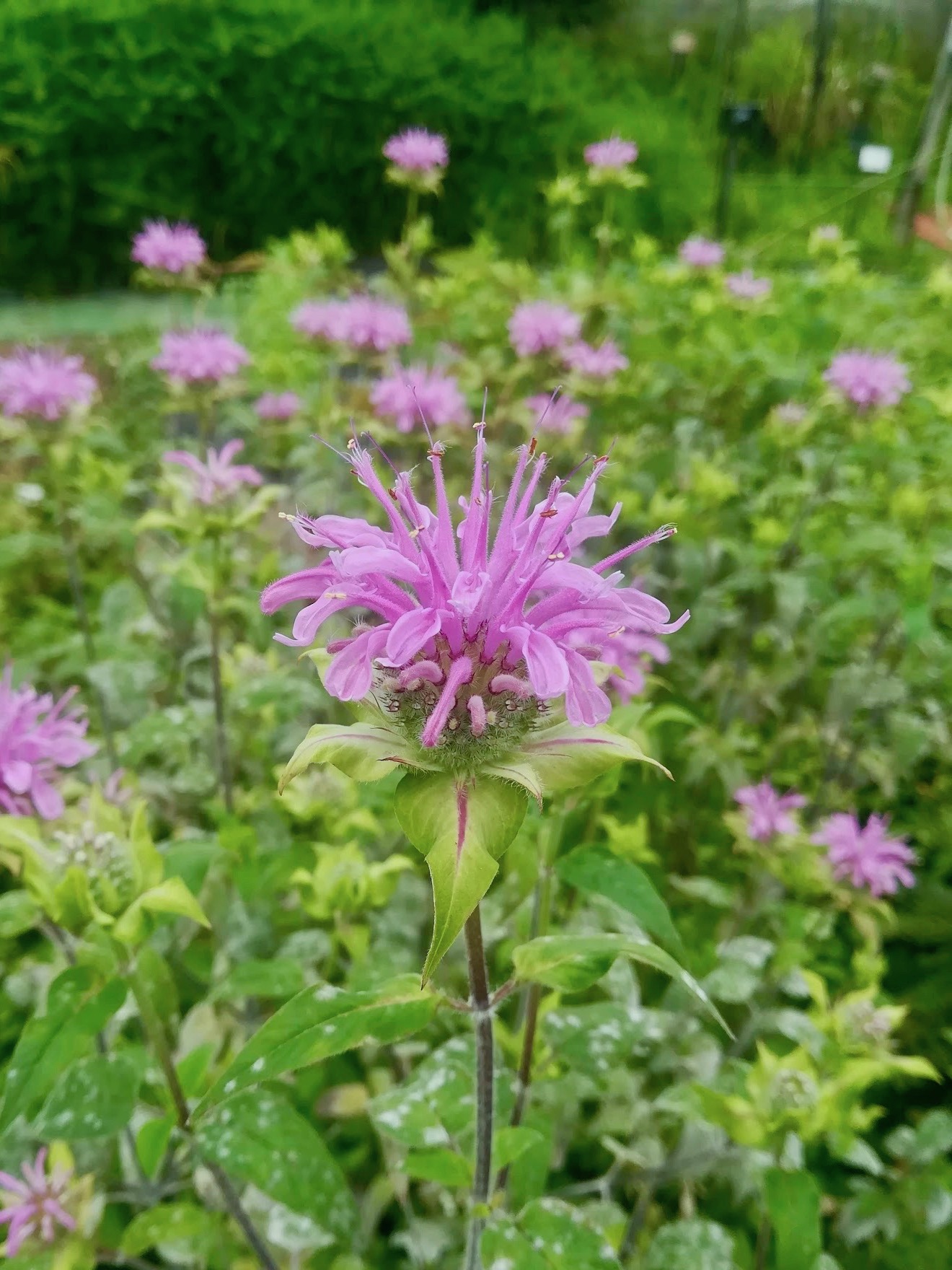 タイマツバナ/Monarda didyma