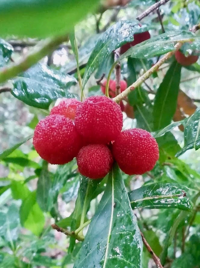 ヤマモモ/Morella rubra