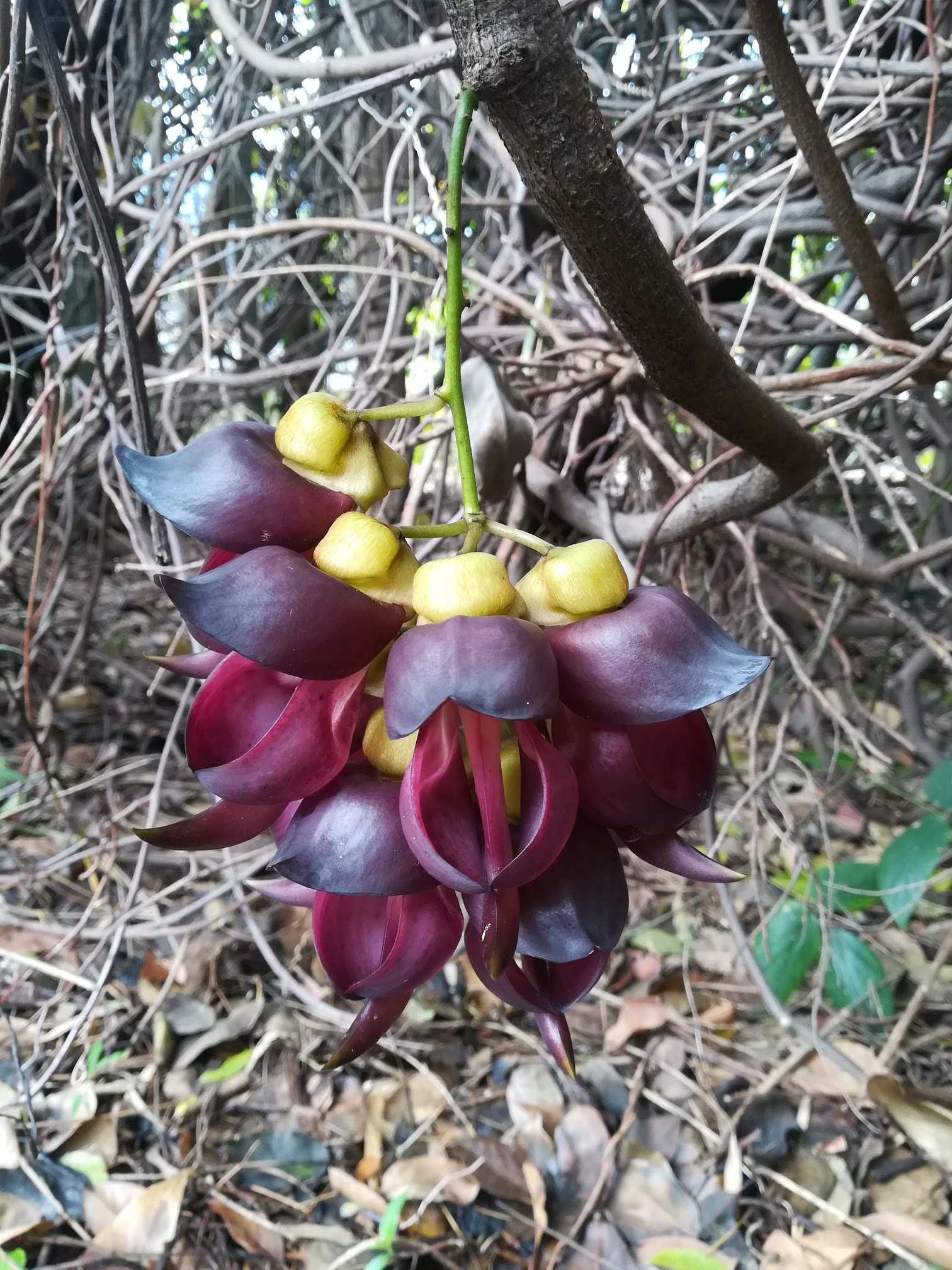 トビカズラ/Mucuna sempervirens