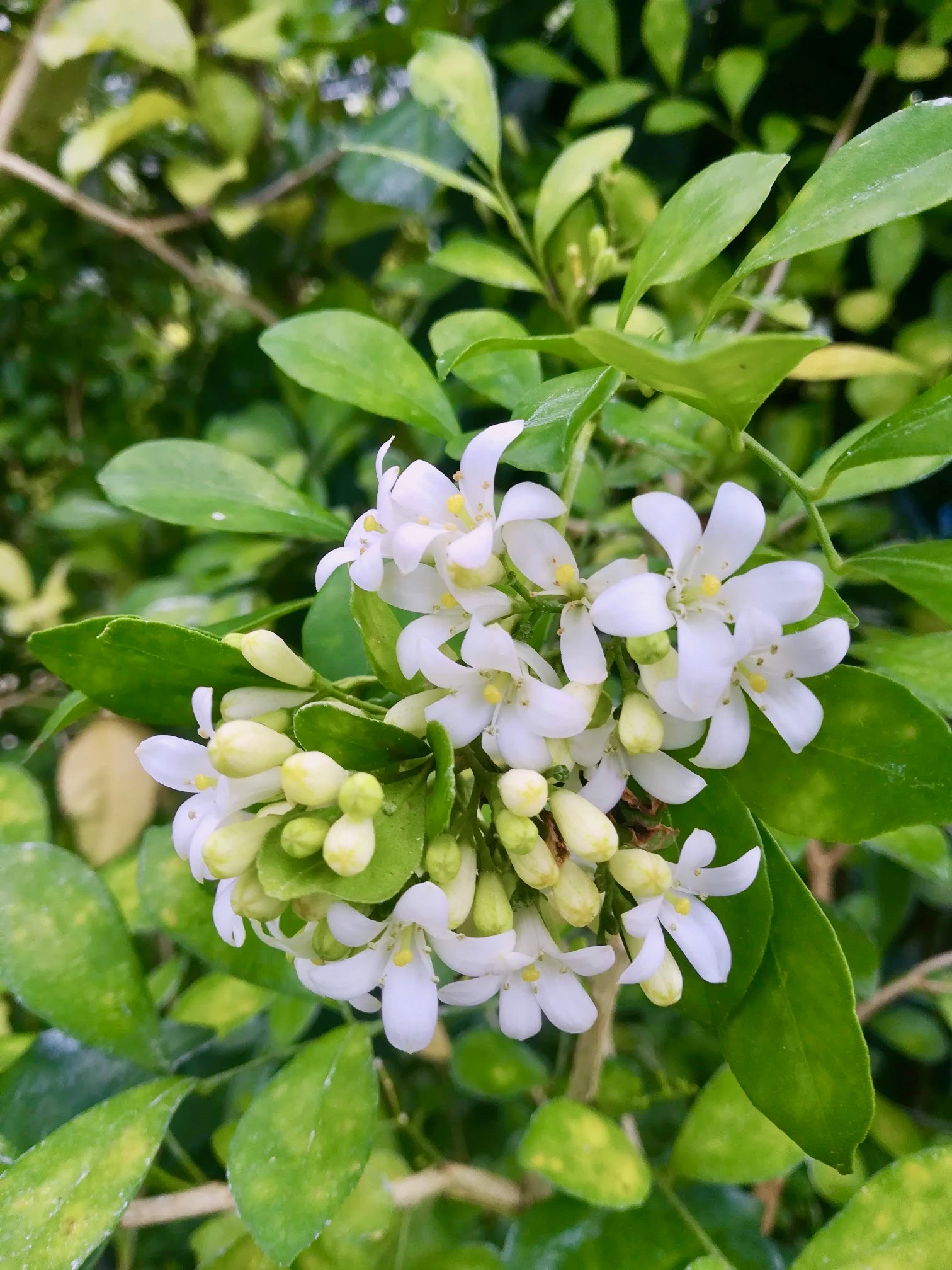 ゲッキツ/Murraya paniculata