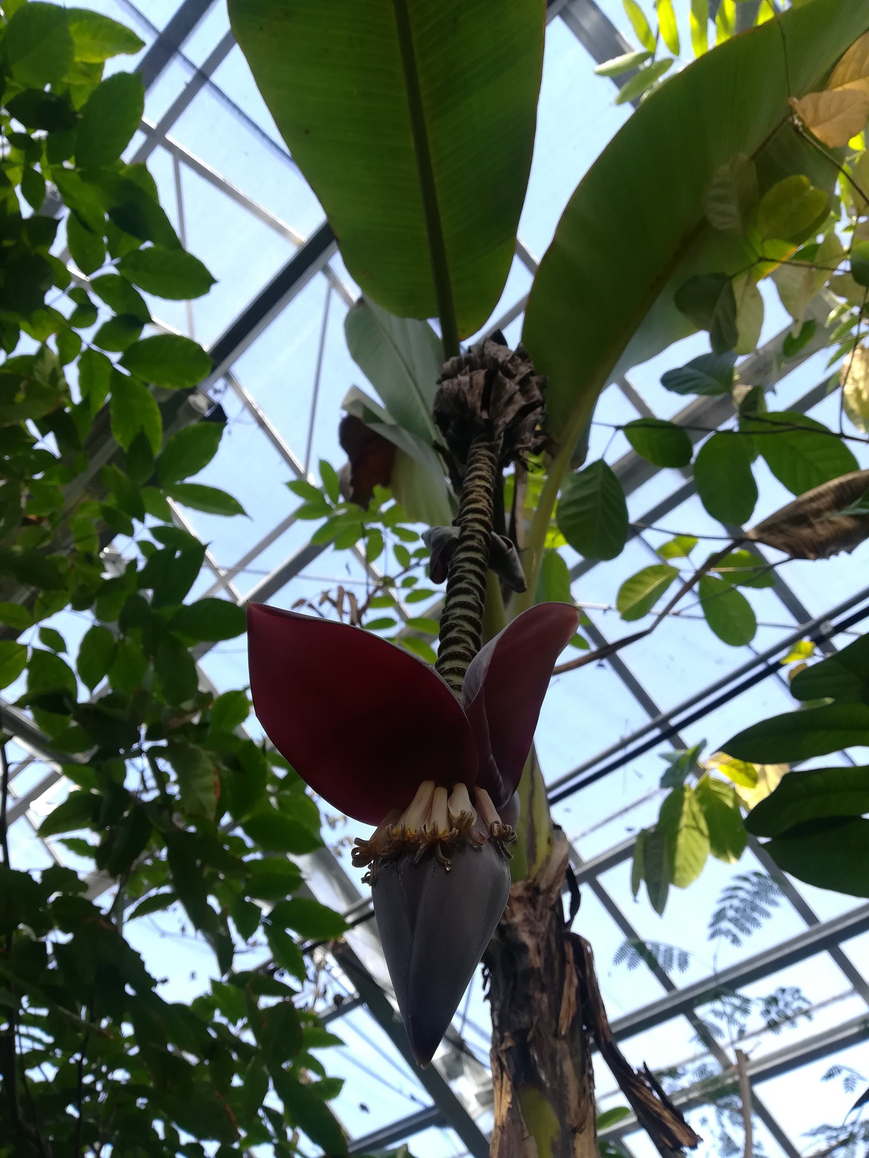 イトバショウ/Musa liukiuensis