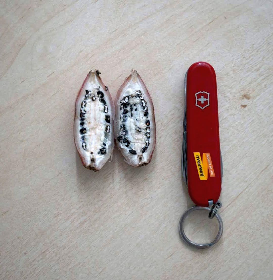 アケビバナナ果実