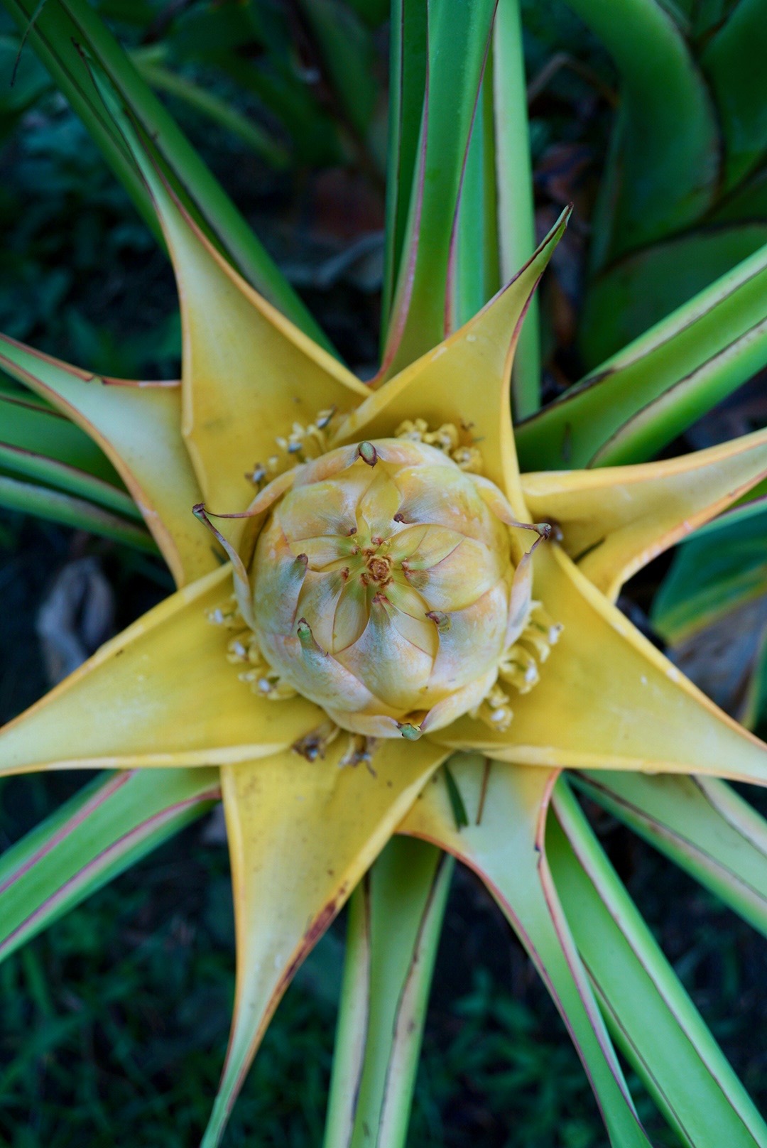 チユウキンレン/Musella lasiocarpa