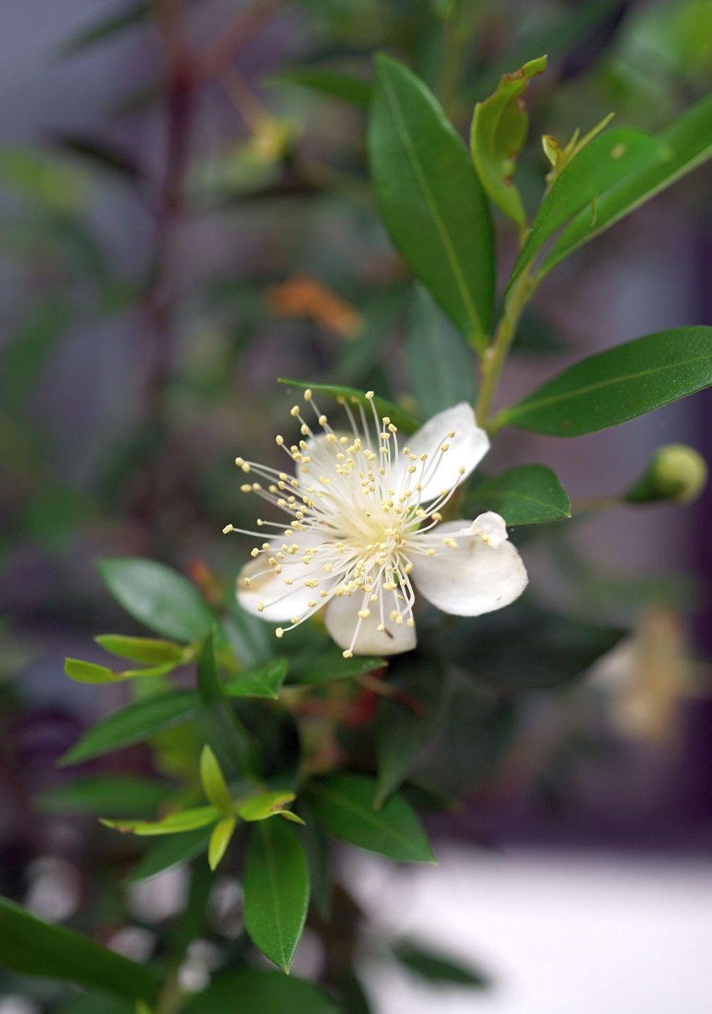 ギンバイカ/Myrtus communis
