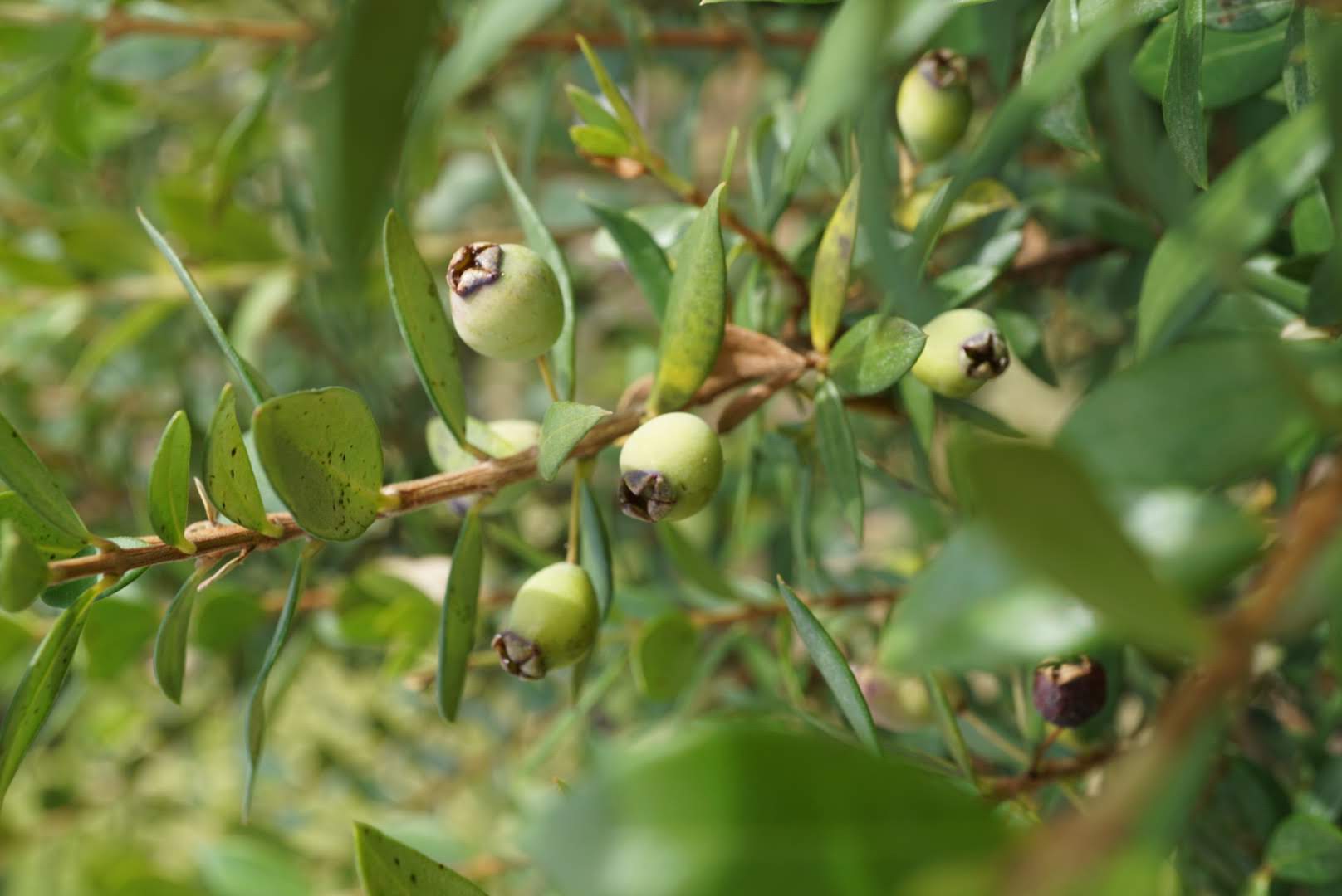 ギンバイカ果実/Myrtus communis fruits