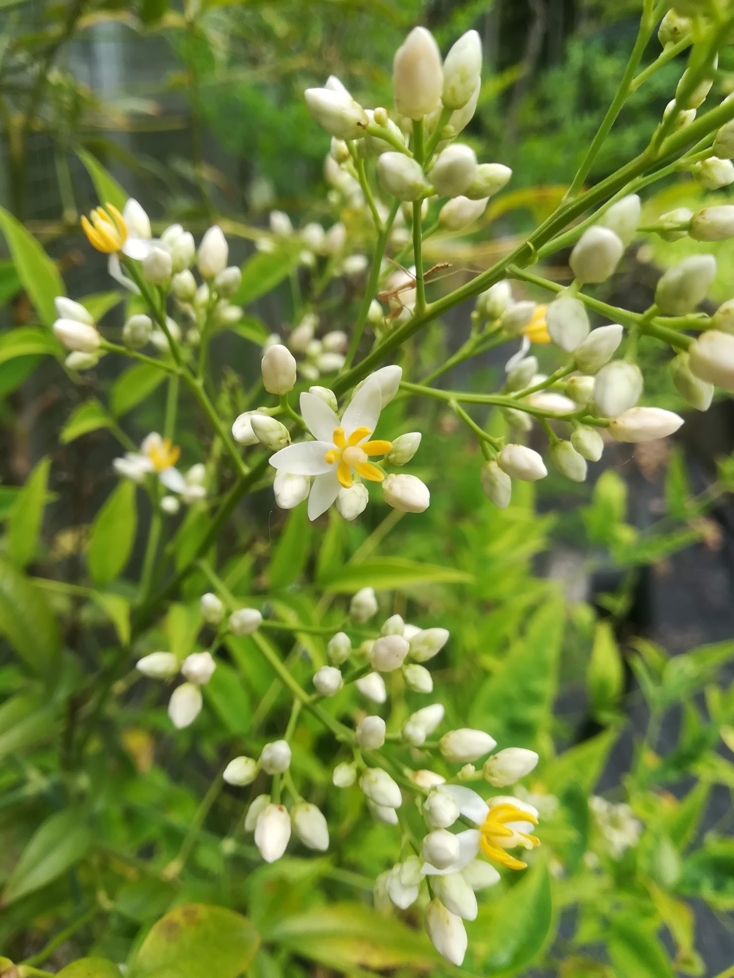 ナンテン/Nandina domestica